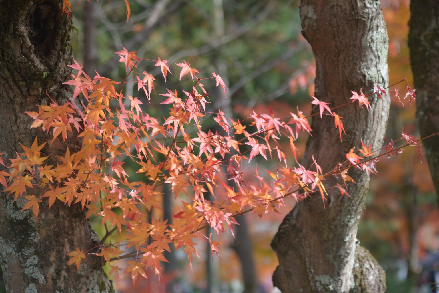 Des feuilles d'érable aux teintes rouges et oranges s'étendant à côté d'un tronc d'arbre en automne