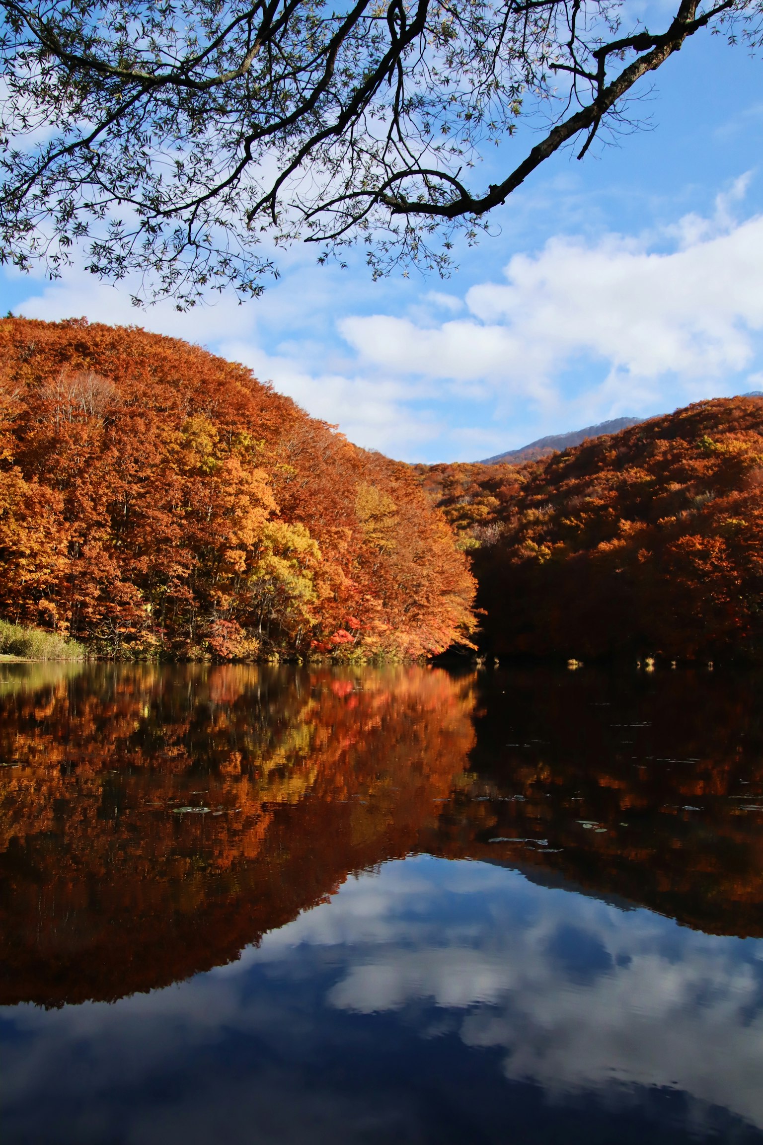 美しい秋の風景、色とりどりの木々が水面に映る
