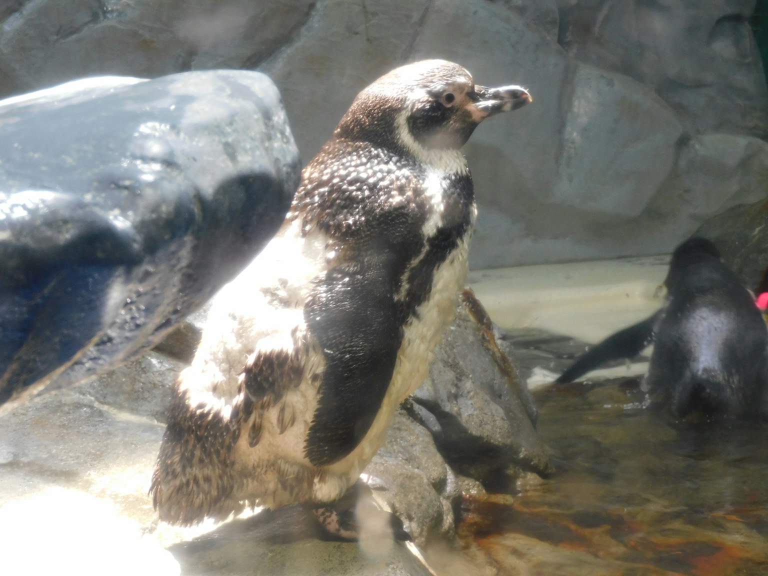 Un pingüino de pie junto al agua con un fondo rocoso