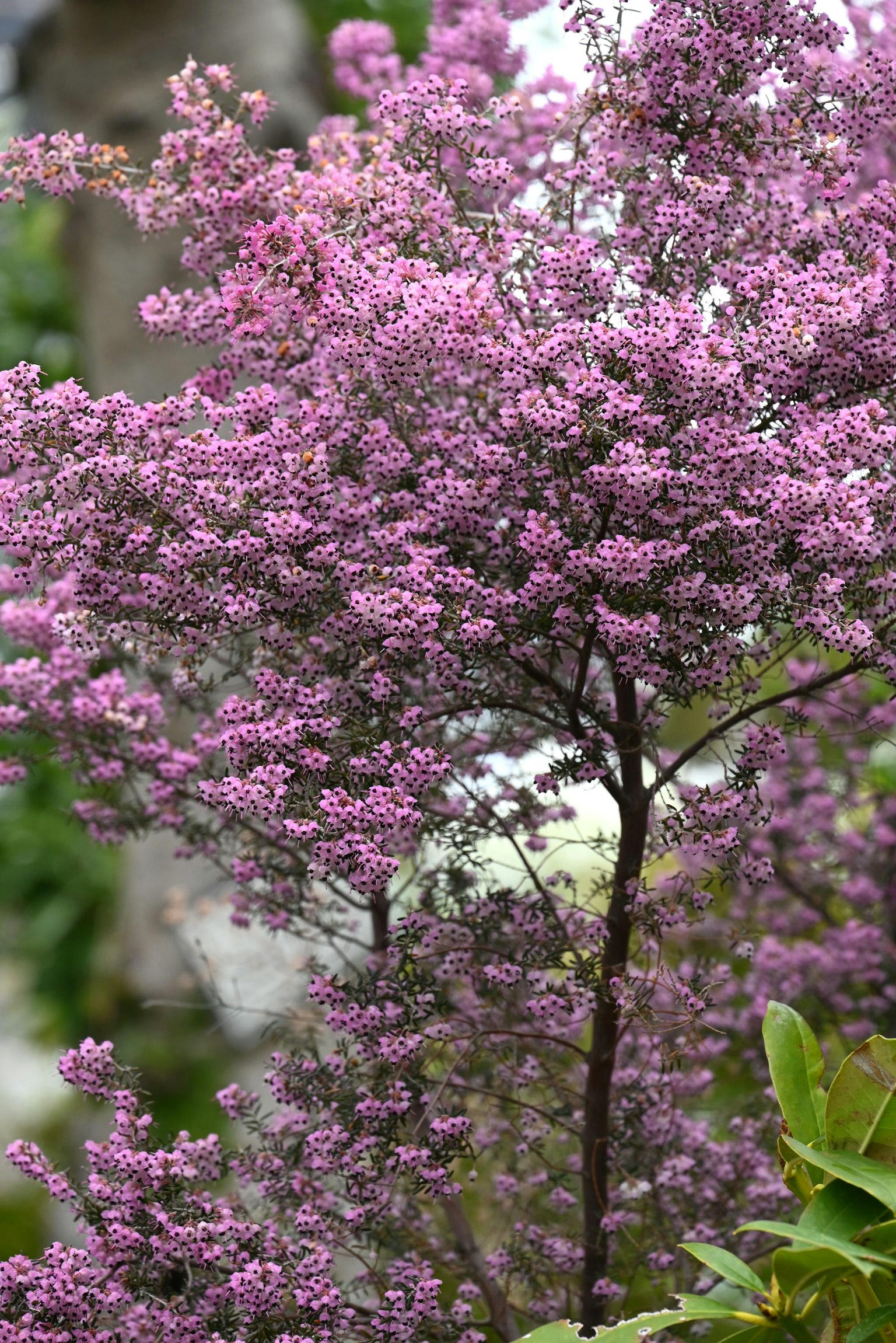 Primo piano di un albero con fiori rosa