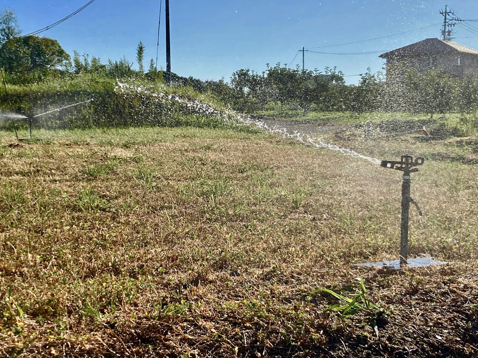 Ein Sprinkler, der einen grünen Rasen unter einem klaren blauen Himmel bewässert