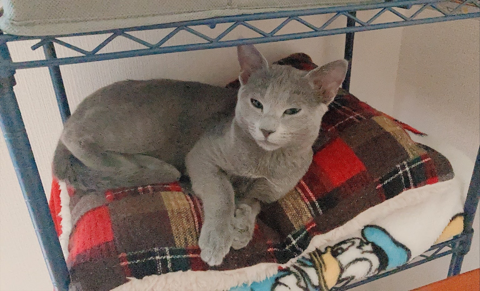 Gatto grigio sdraiato su uno scaffale con coperte
