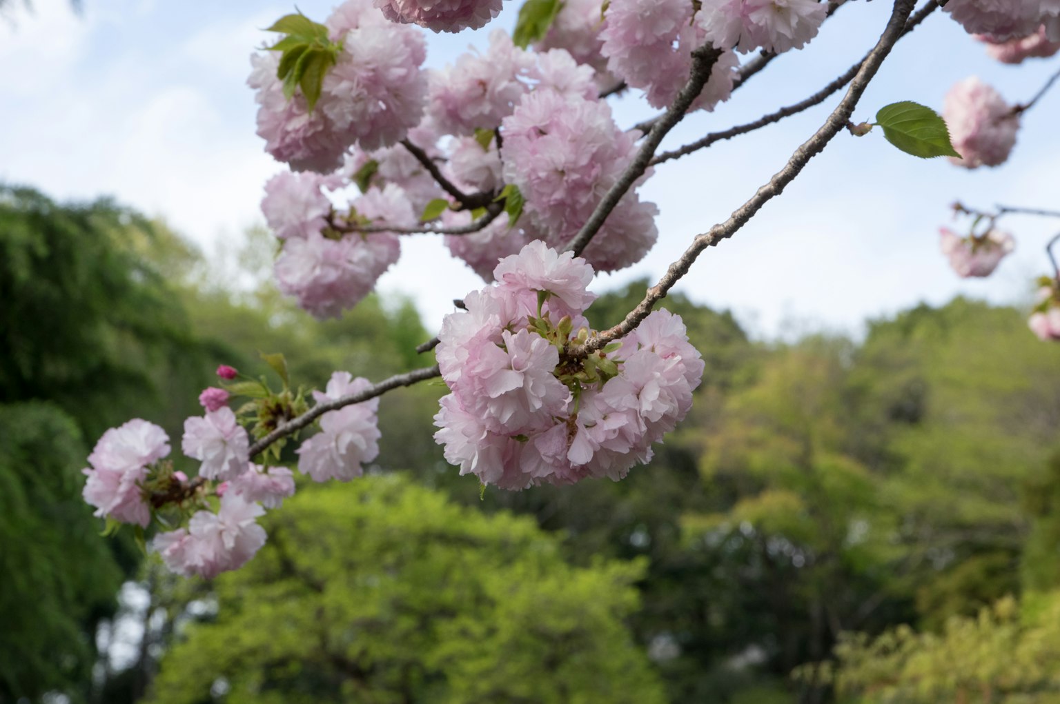 桜の花が咲いている枝のクローズアップ 緑の背景