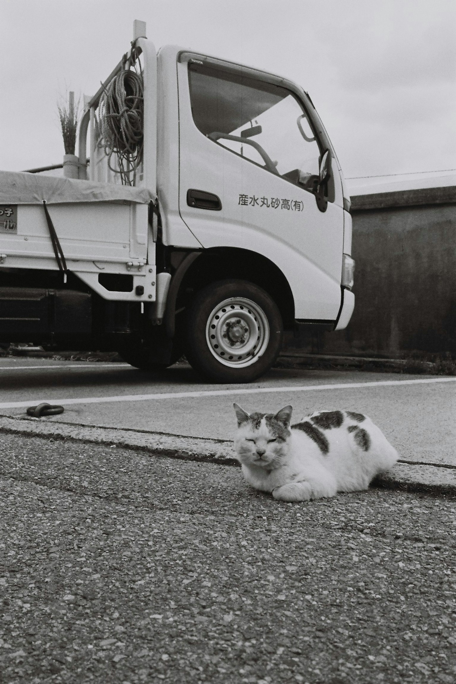 Eine weiße Katze liegt neben einem schwarz-weißen Lastwagen