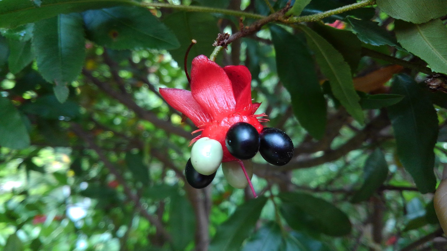 Foto tanaman dengan bunga merah dan buah hitam