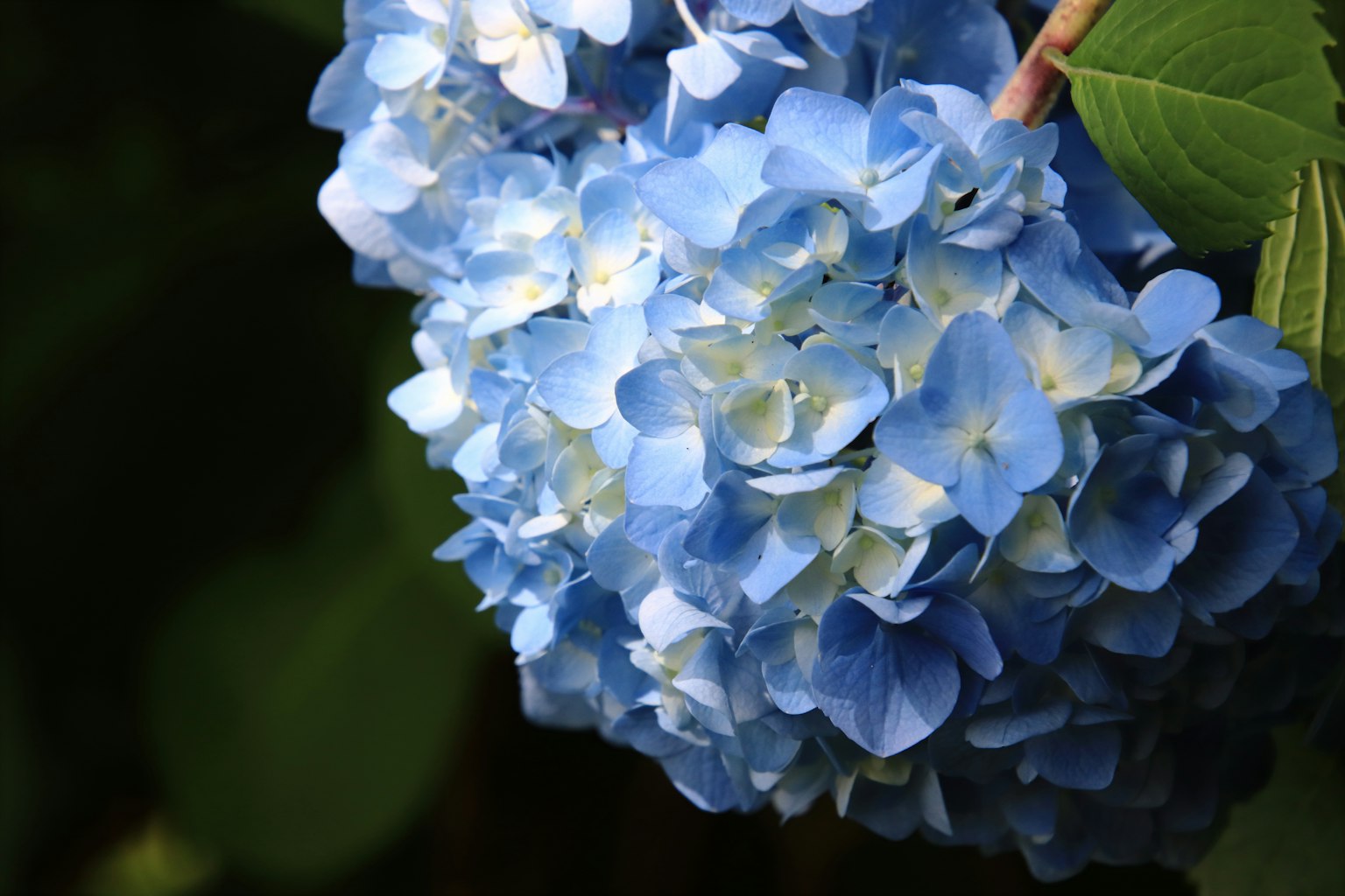 蓝色绣球花的特写展示了花瓣的美丽色调