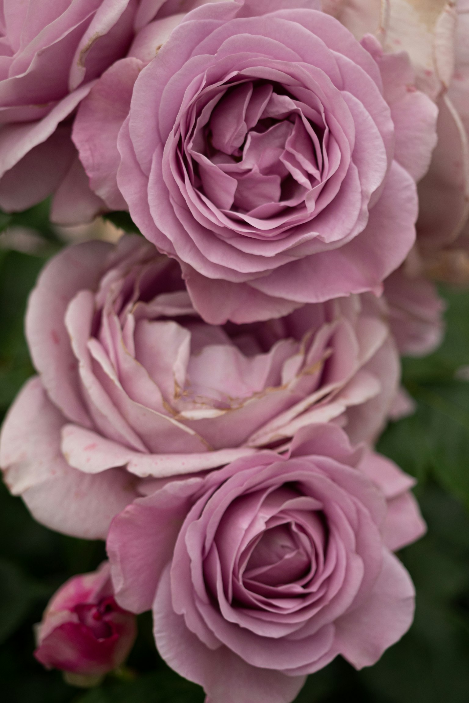 Ramo de rosas moradas suaves en plena floración