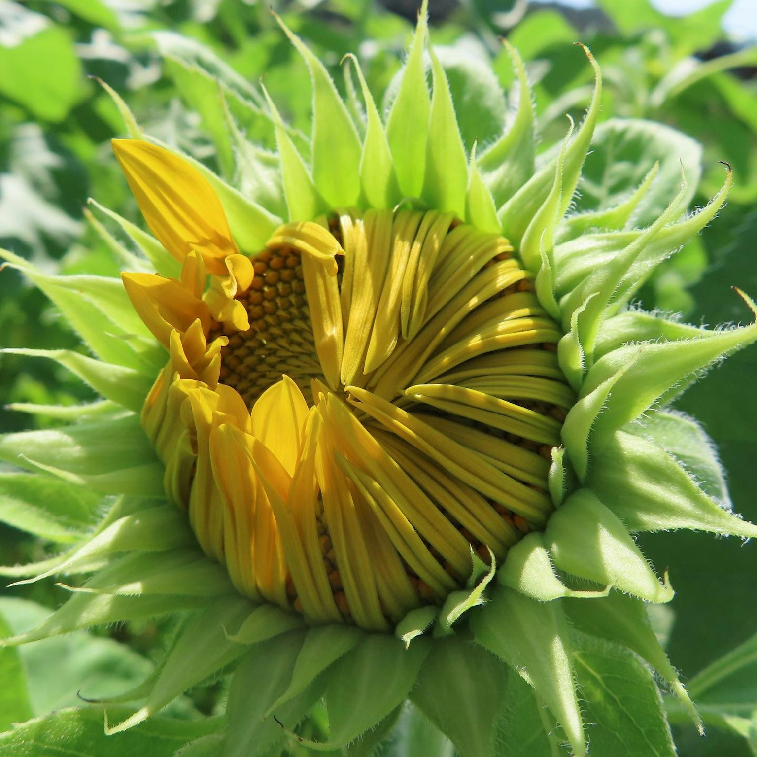Bocciolo di girasole che si apre parzialmente circondato da foglie verdi