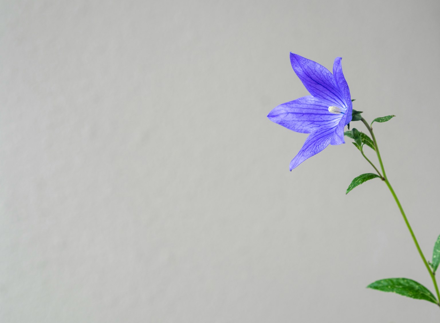 A blue-purple flower stands out against a white background