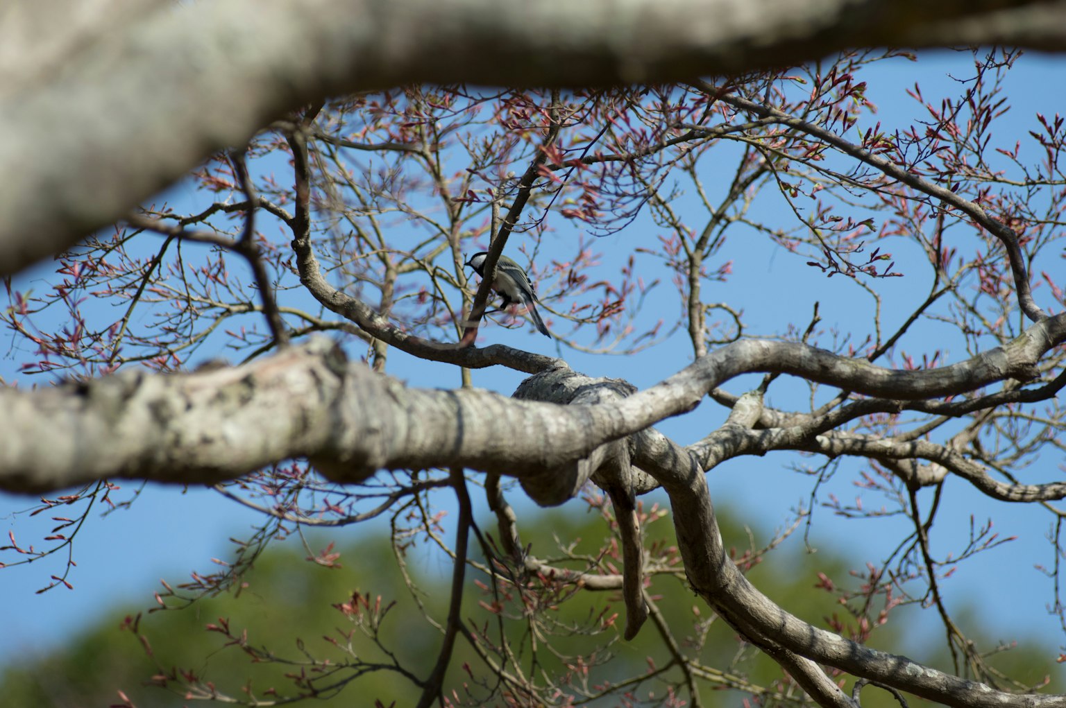 Ein Vogel auf dünnen Ästen vor blauem Himmel