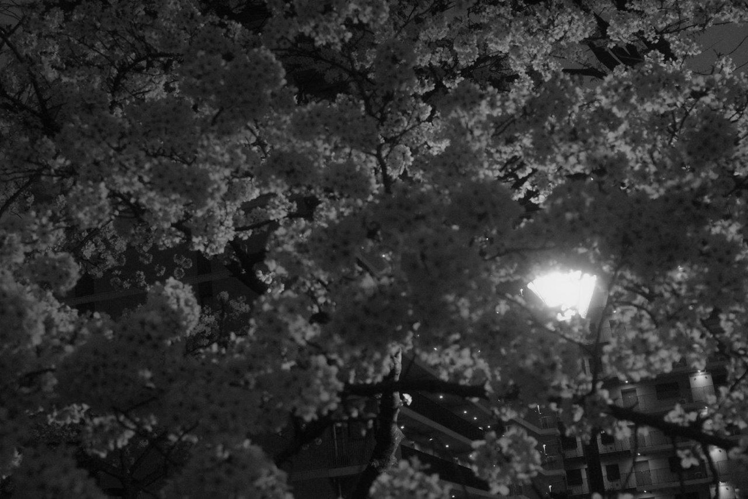 Image en noir et blanc d'arbres de cerisiers éclairés par un lampadaire la nuit