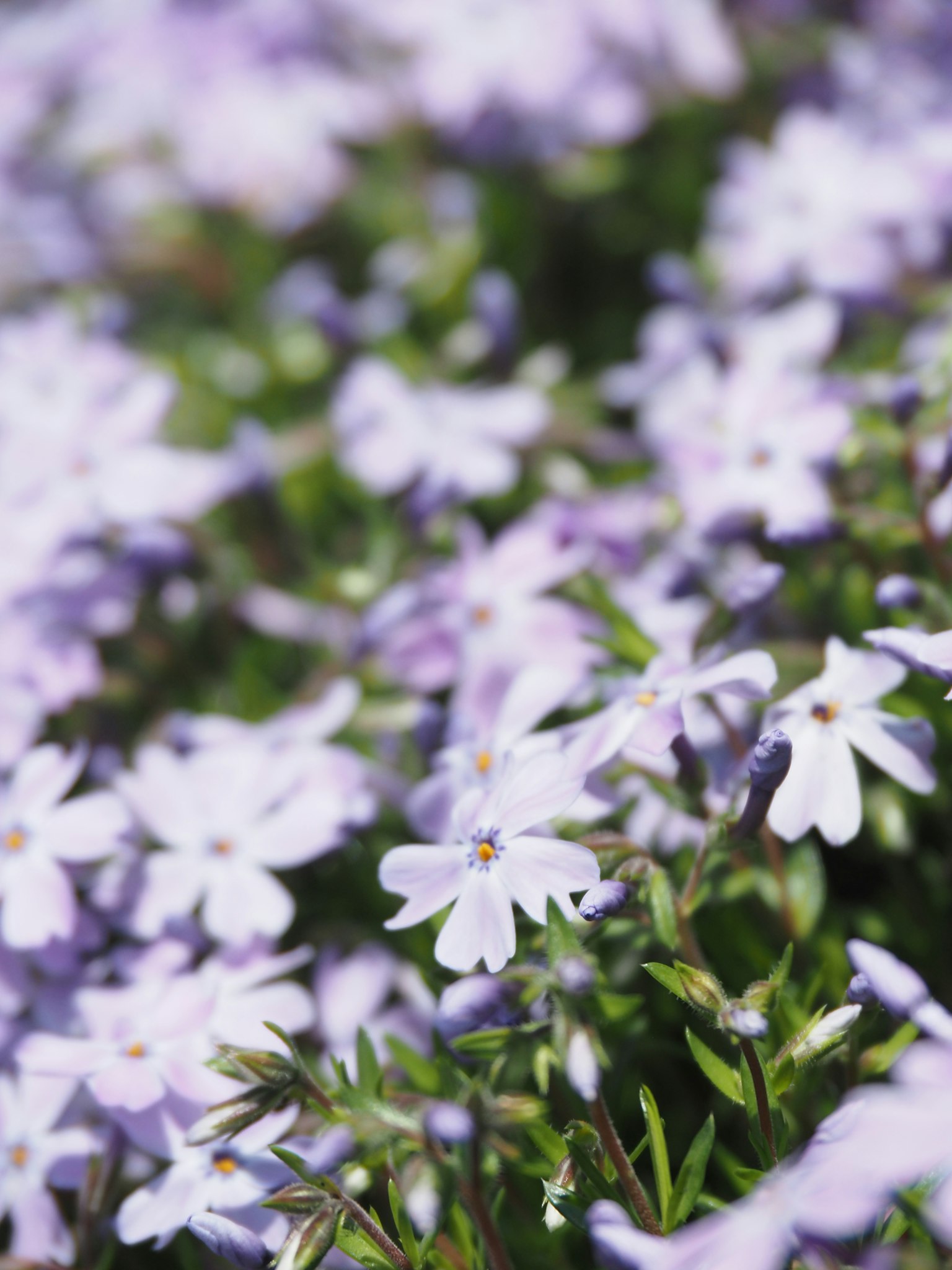 A vibrant scene of small light purple flowers blooming