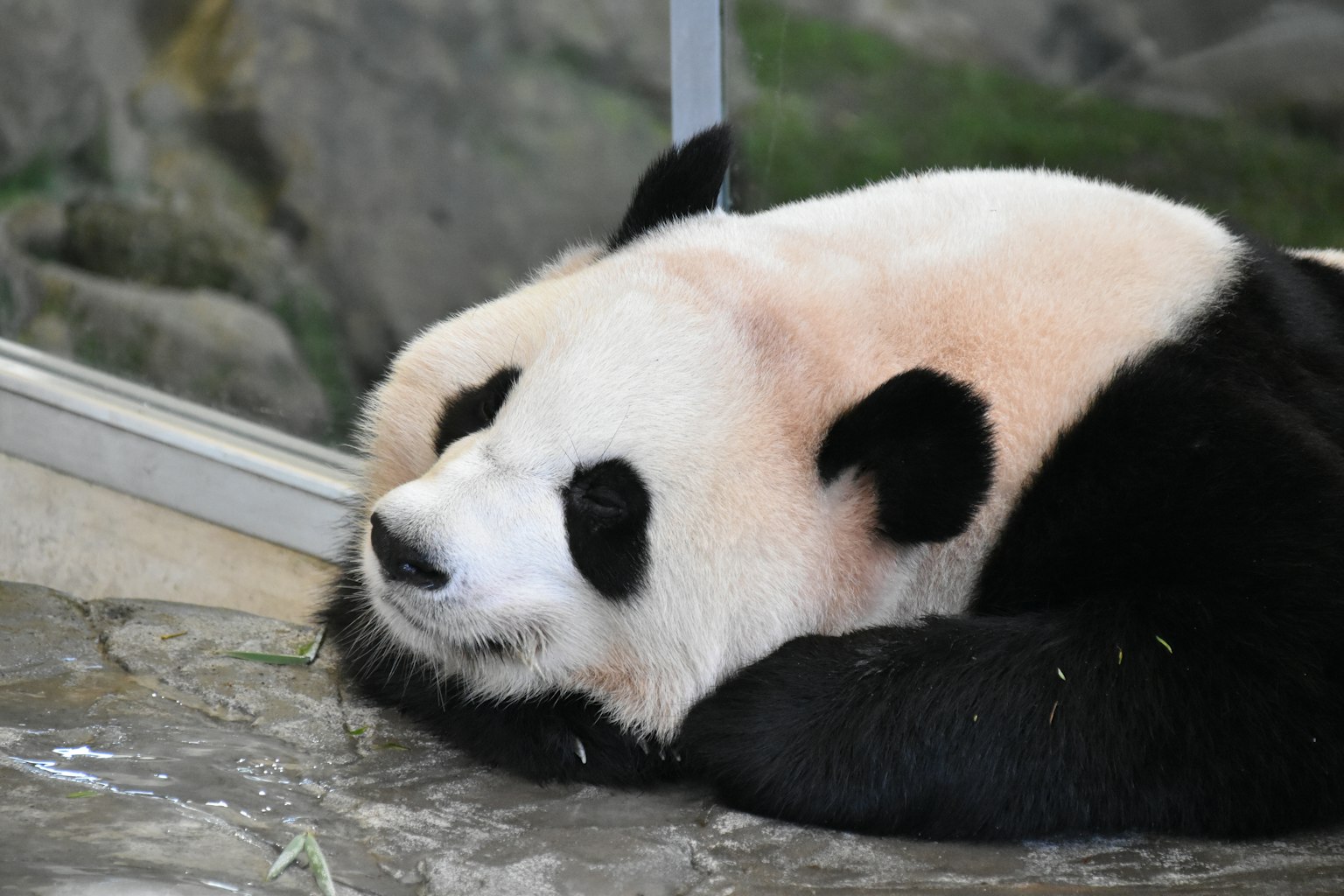 Seekor panda berbaring di atas permukaan batu
