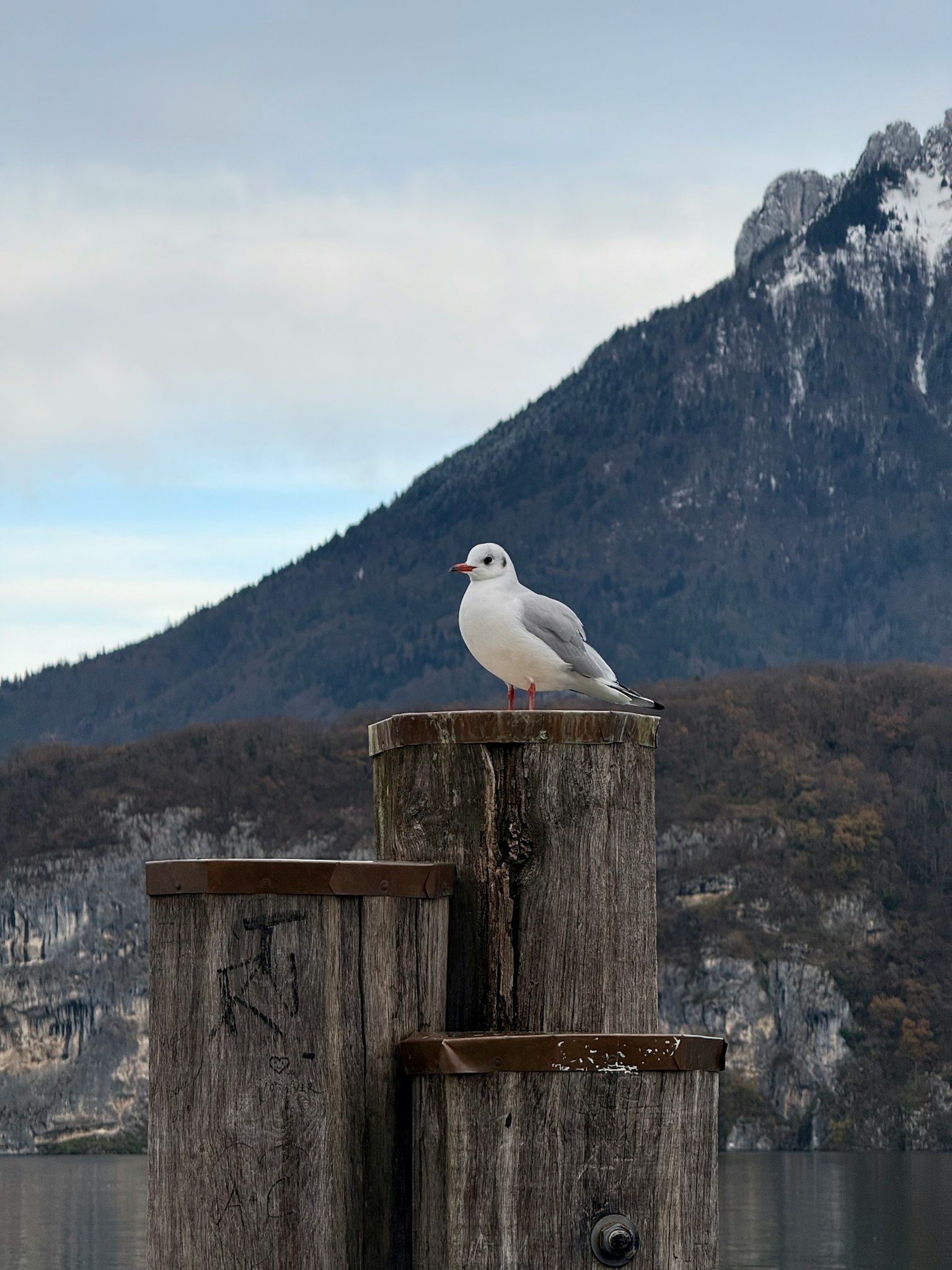 湖の近くの木の柱の上に座っているカモメと山の風景