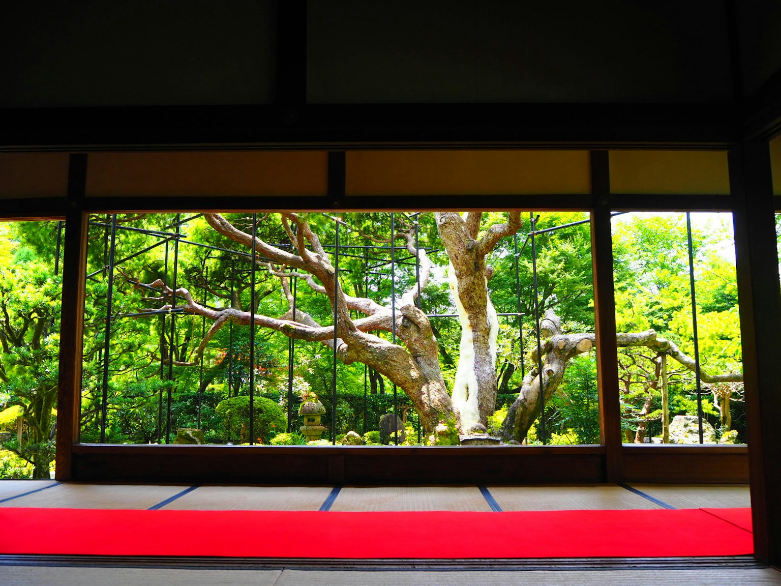 Blick durch Shoji-Türen auf einen üppigen Garten und einen großen Baum roter Teppich im Vordergrund