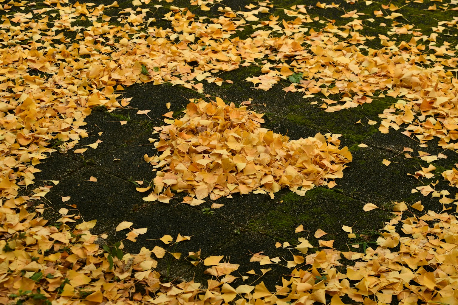 Des feuilles jaunes disposées en forme de cœur sur le sol en automne