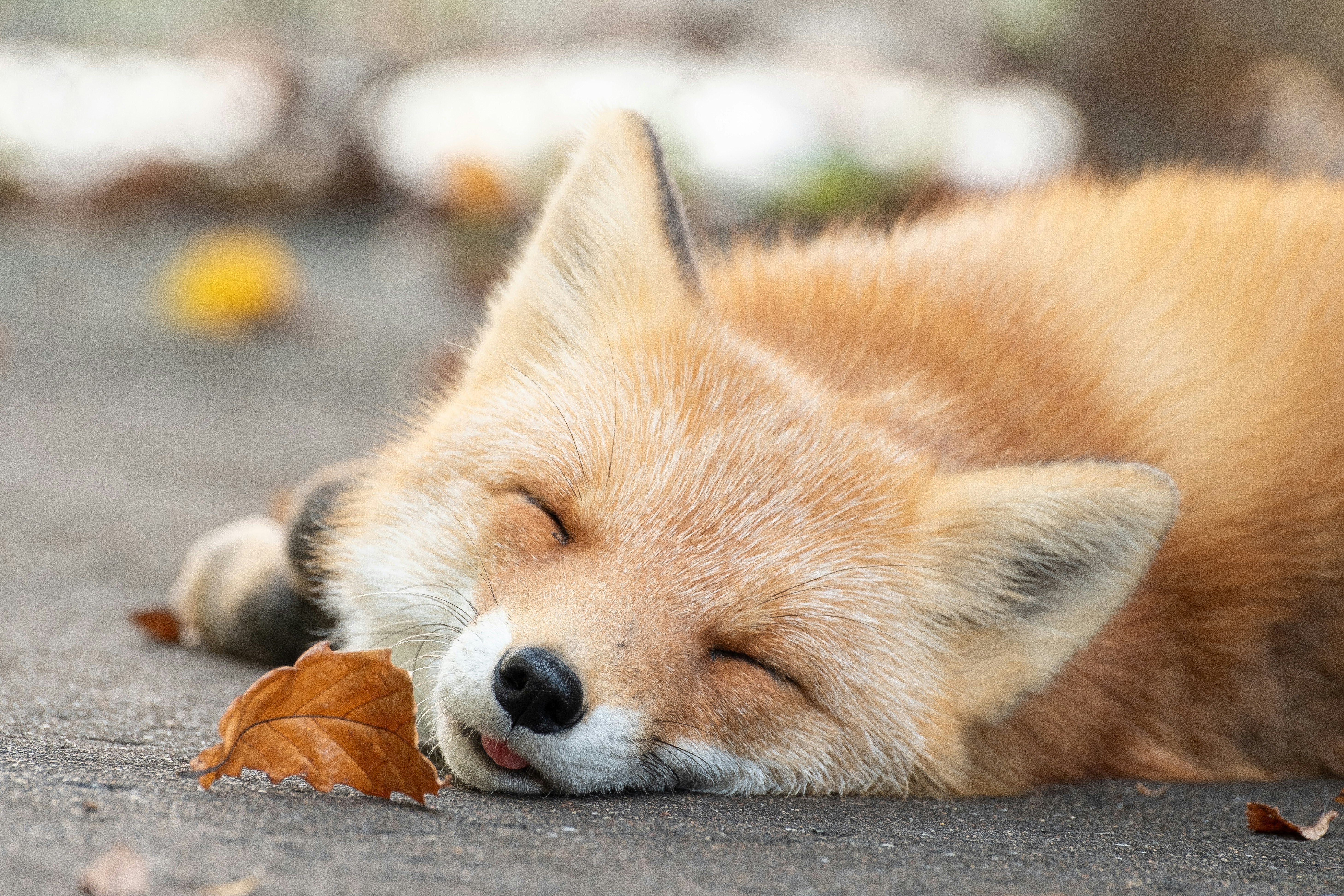 眠っているキツネが落ち葉の上で穏やかに横たわっている