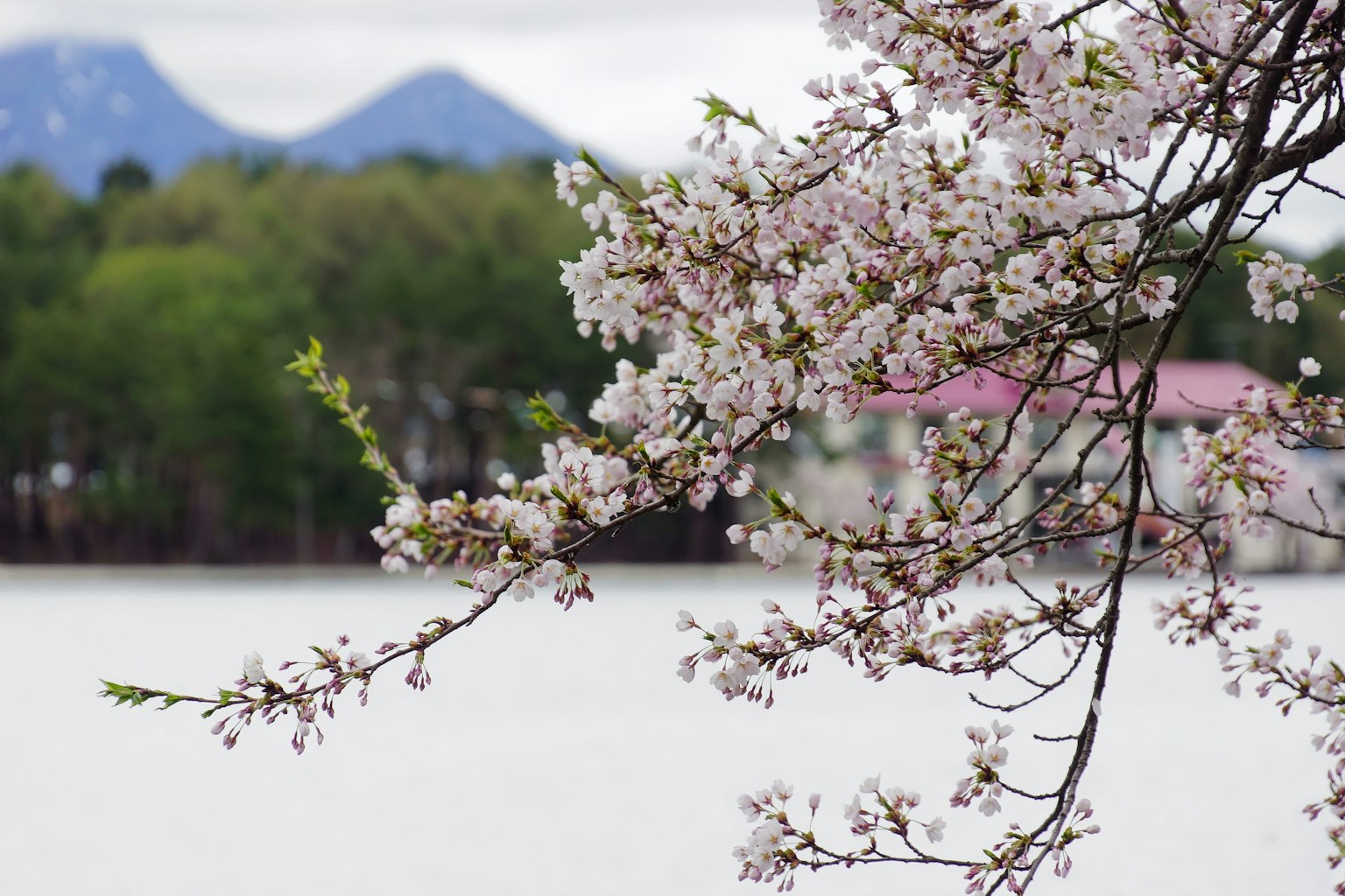 Fiori di ciliegio vicino al lago con montagne sullo sfondo