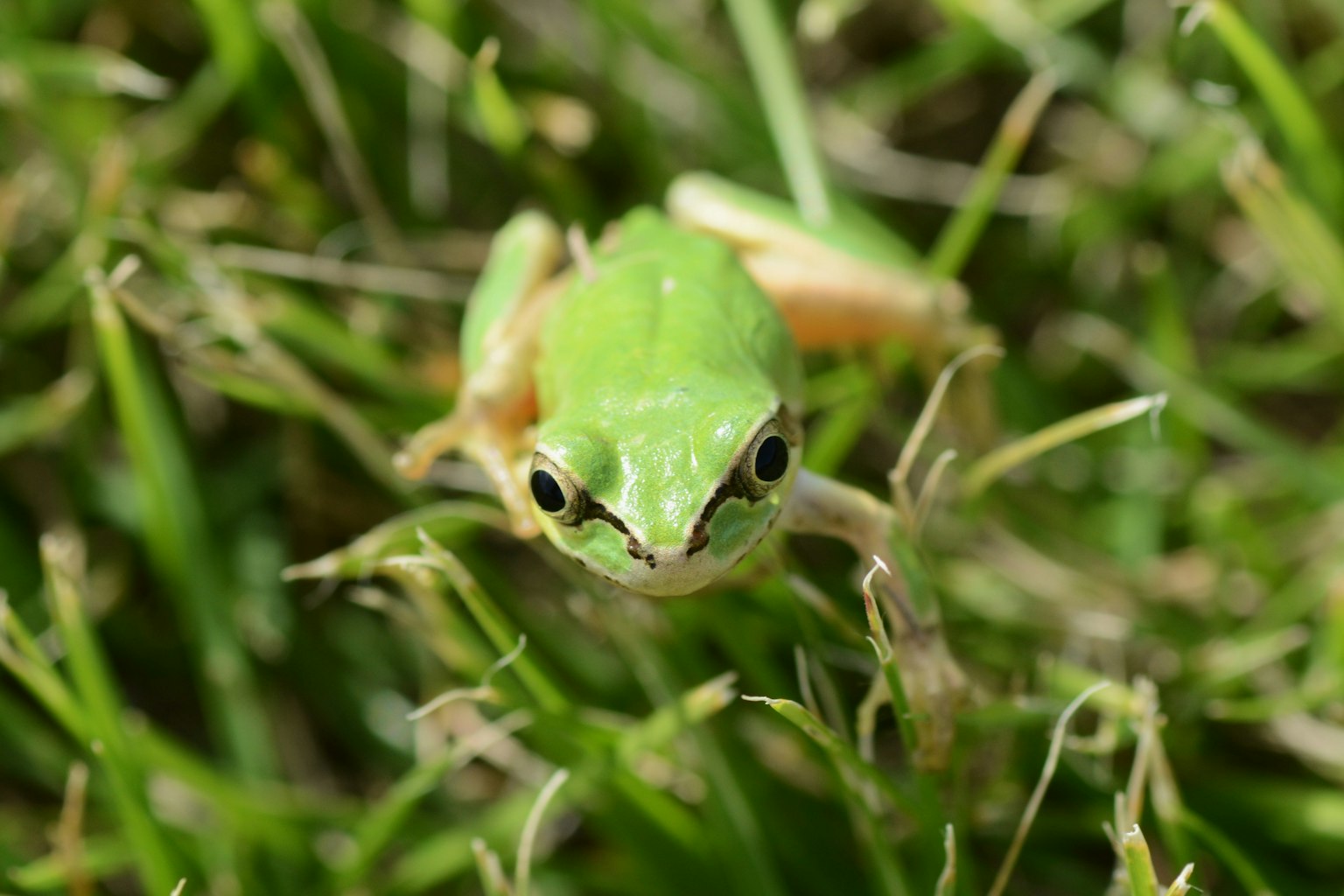 A green frog staring directly at the camera while sitting on grass