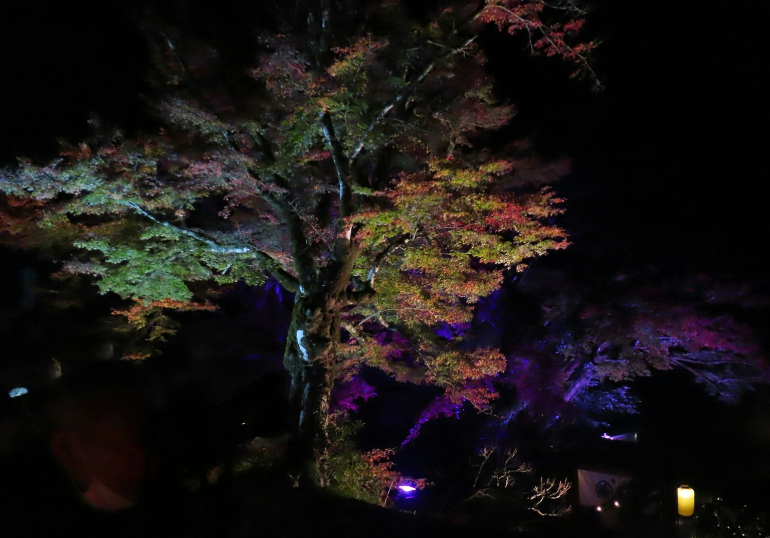 夜间照亮的五彩斑斓的树木