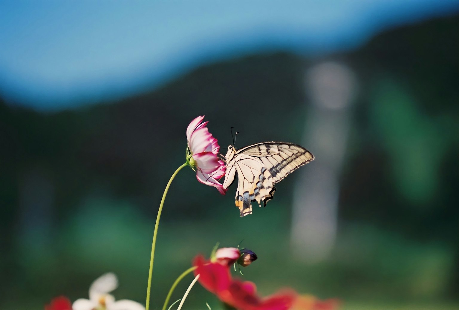 A white butterfly perched on a pink flower with colorful blossoms around