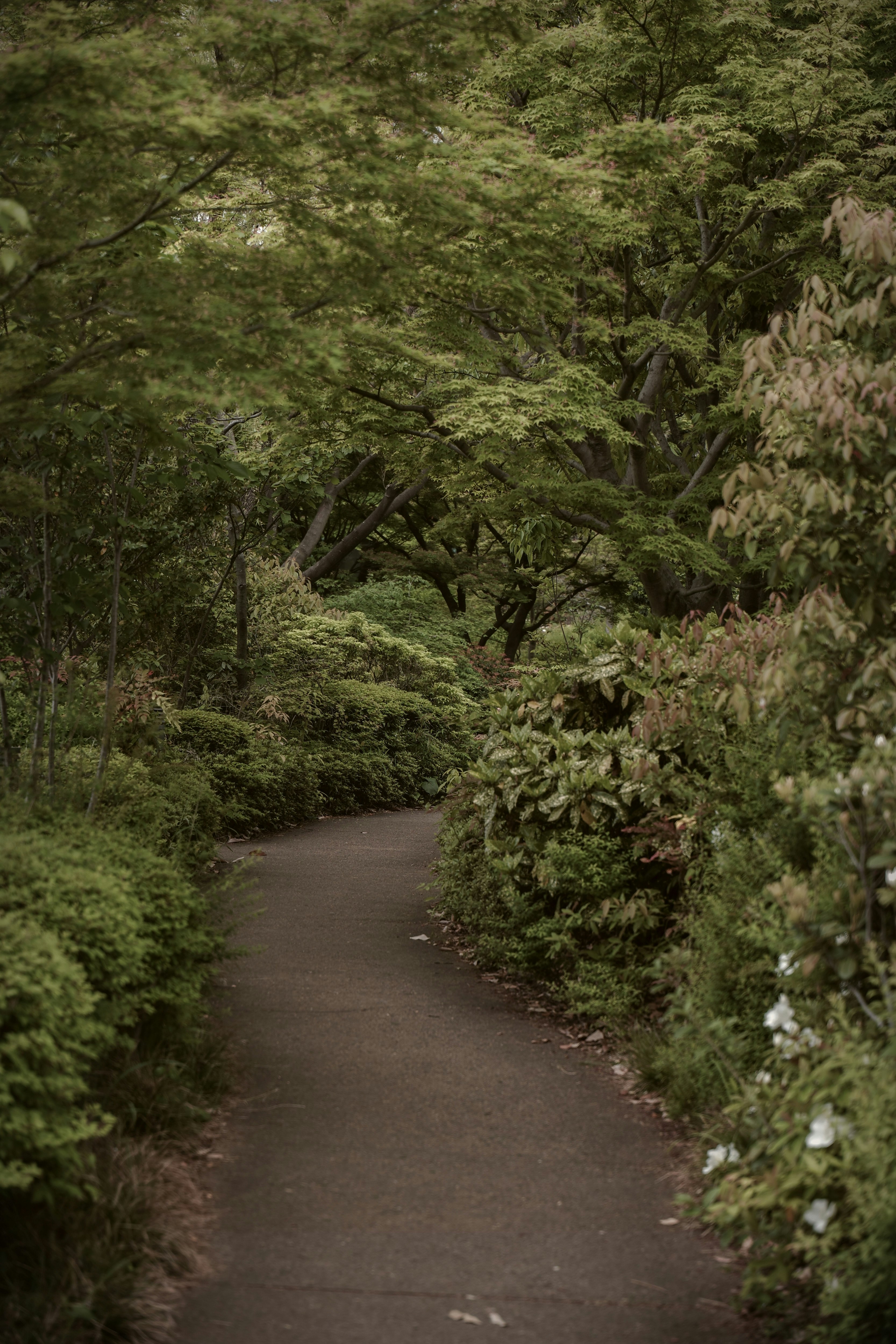 新緑に囲まれた小径を歩く風景