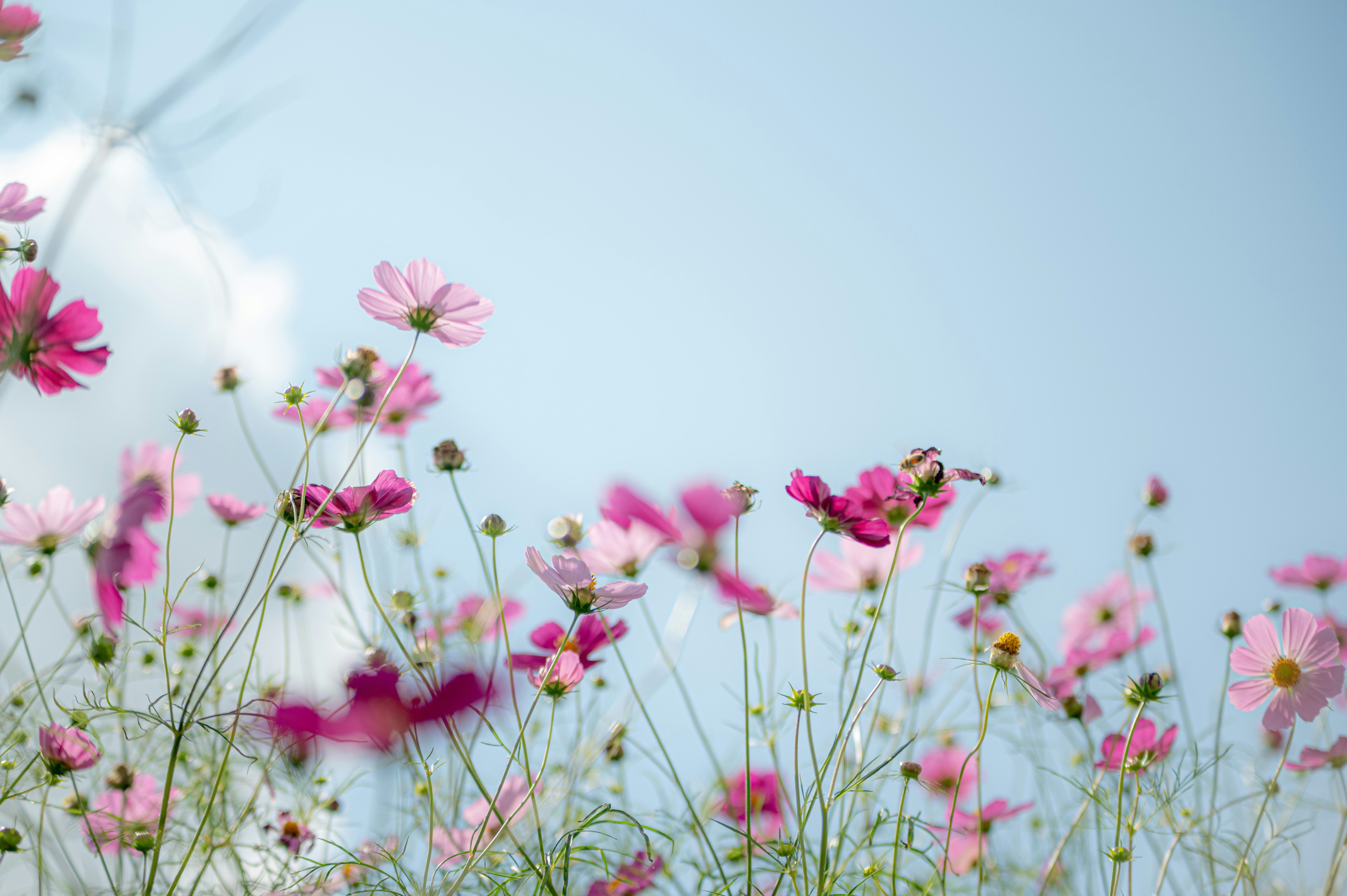 青空の下で咲くピンクのコスモスの花畑