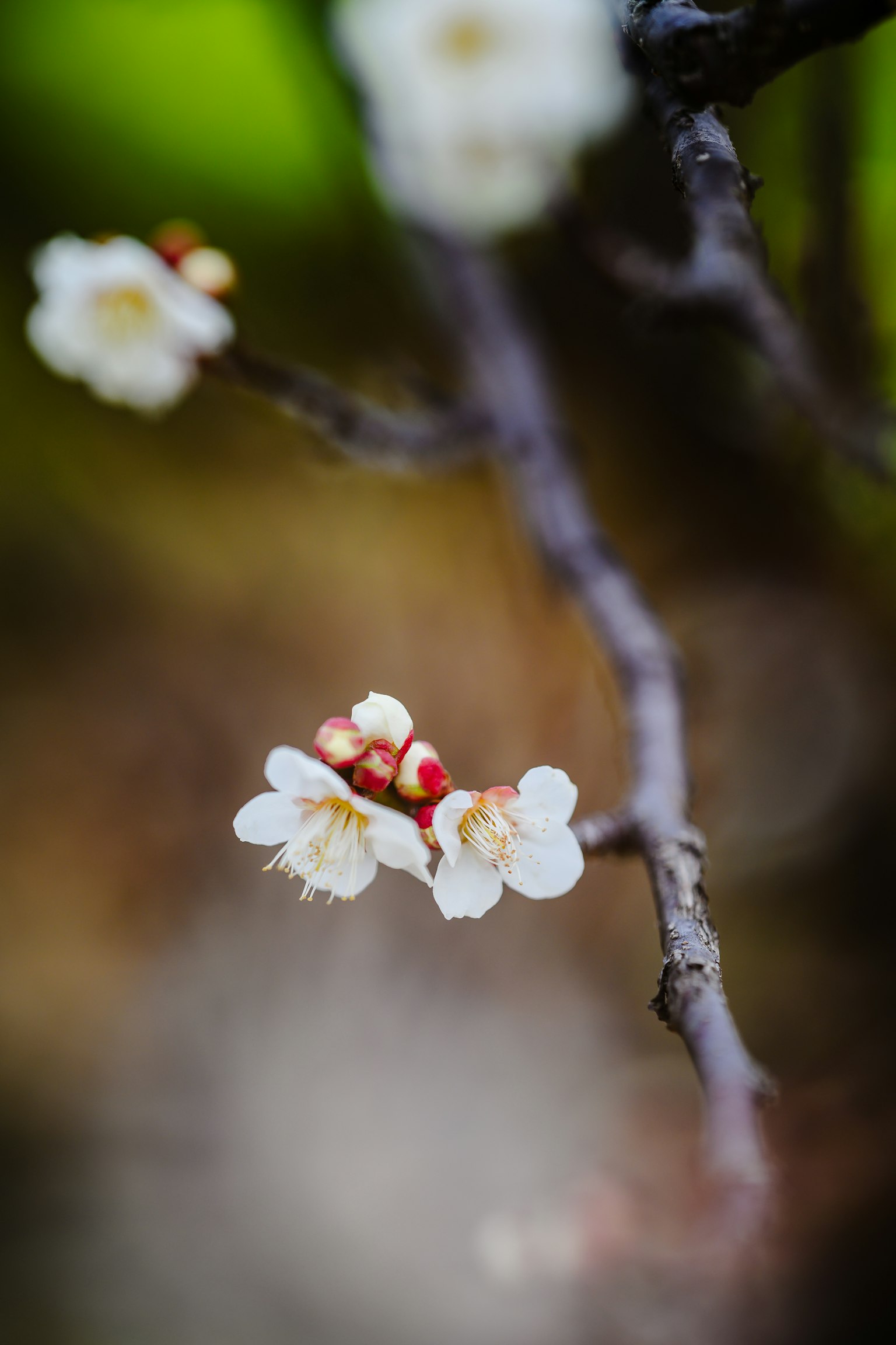 美麗的樹枝，白色花朵和綠色背景