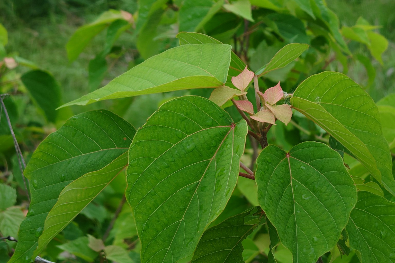 Close-up of green leaves and pale pink flowers of a plant