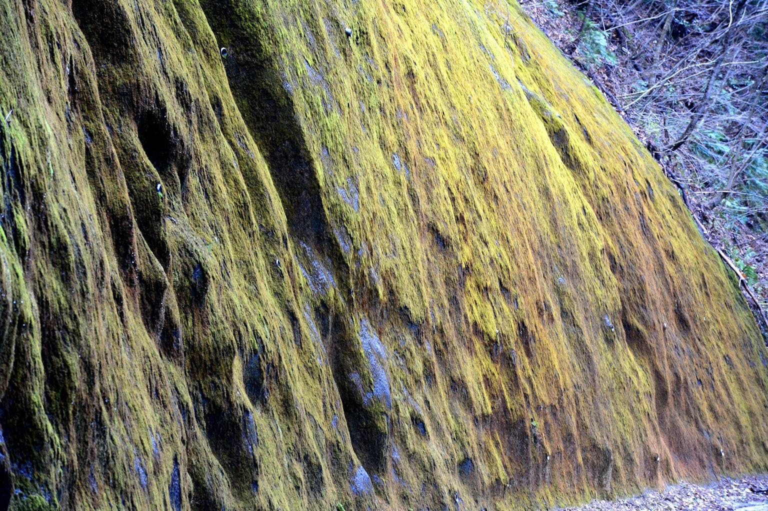 Primer plano de una superficie rocosa cubierta de musgo verde y amarillo