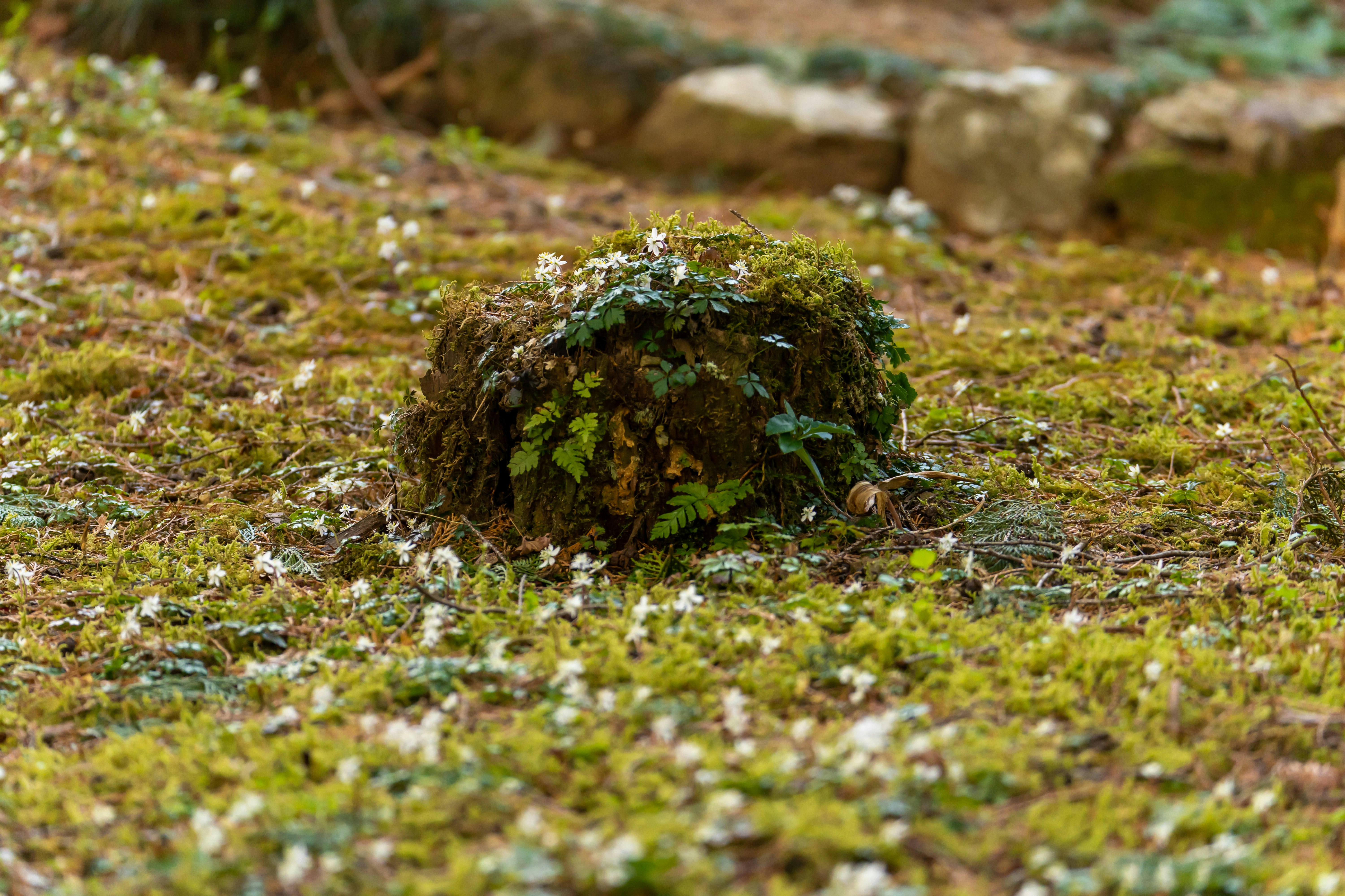 苔むした地面に倒れた木の切り株