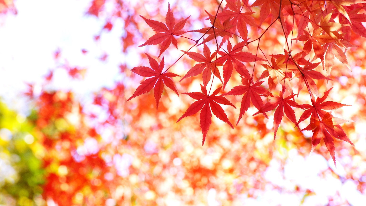 Vibrant red maple leaves filtering light in an autumn scene