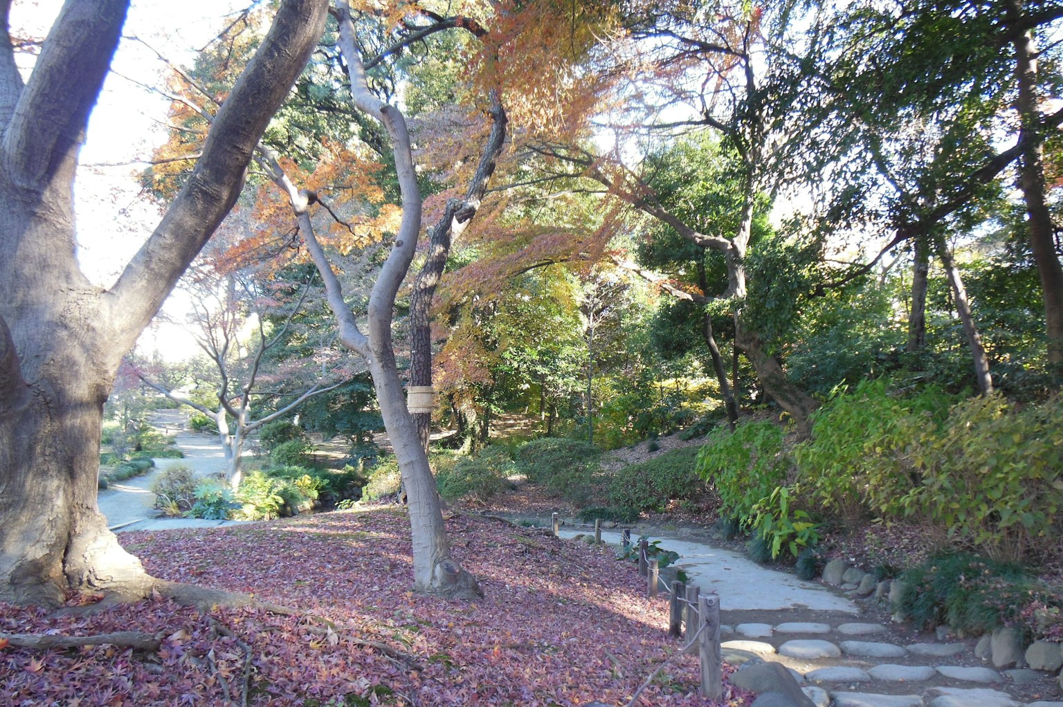 다채로운 낙엽과 나무가 늘어선 경치 좋은 정원 산책로