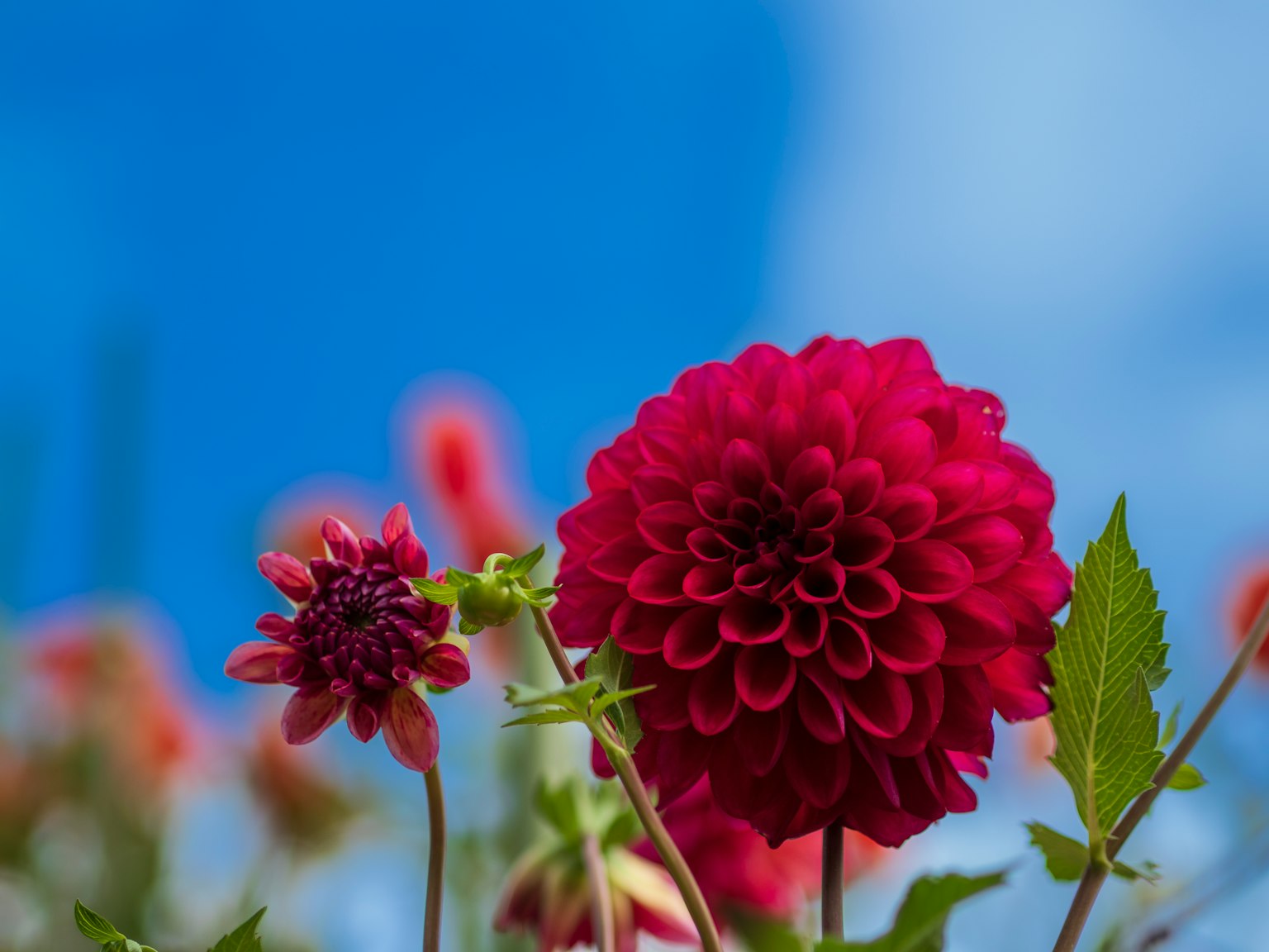Lebendige rote Dahlienblüte vor blauem Himmel