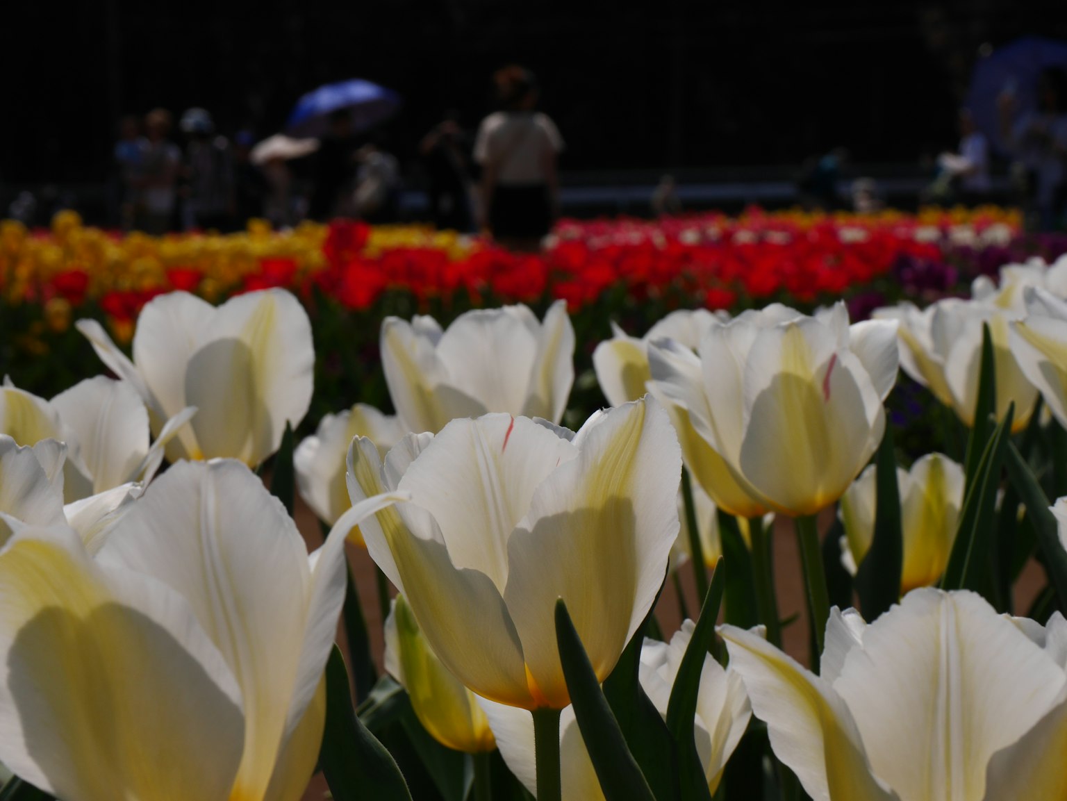 Ladang tulip berwarna-warni dengan tulip putih di latar depan