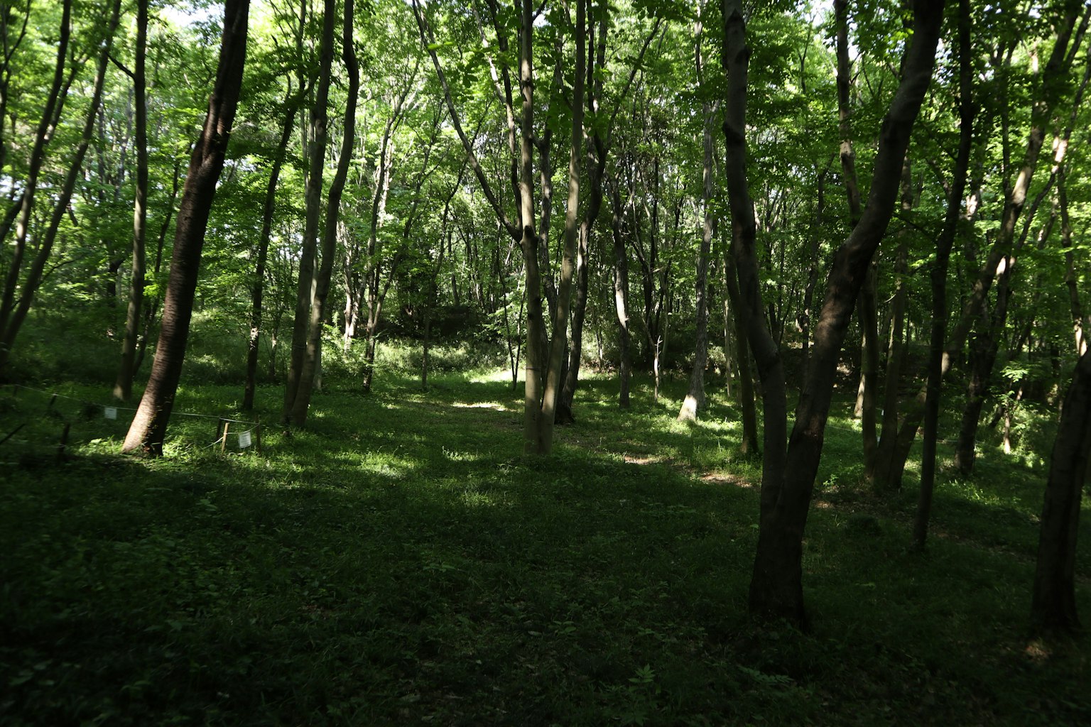 Vista escénica de un bosque con follaje verde exuberante y árboles altos