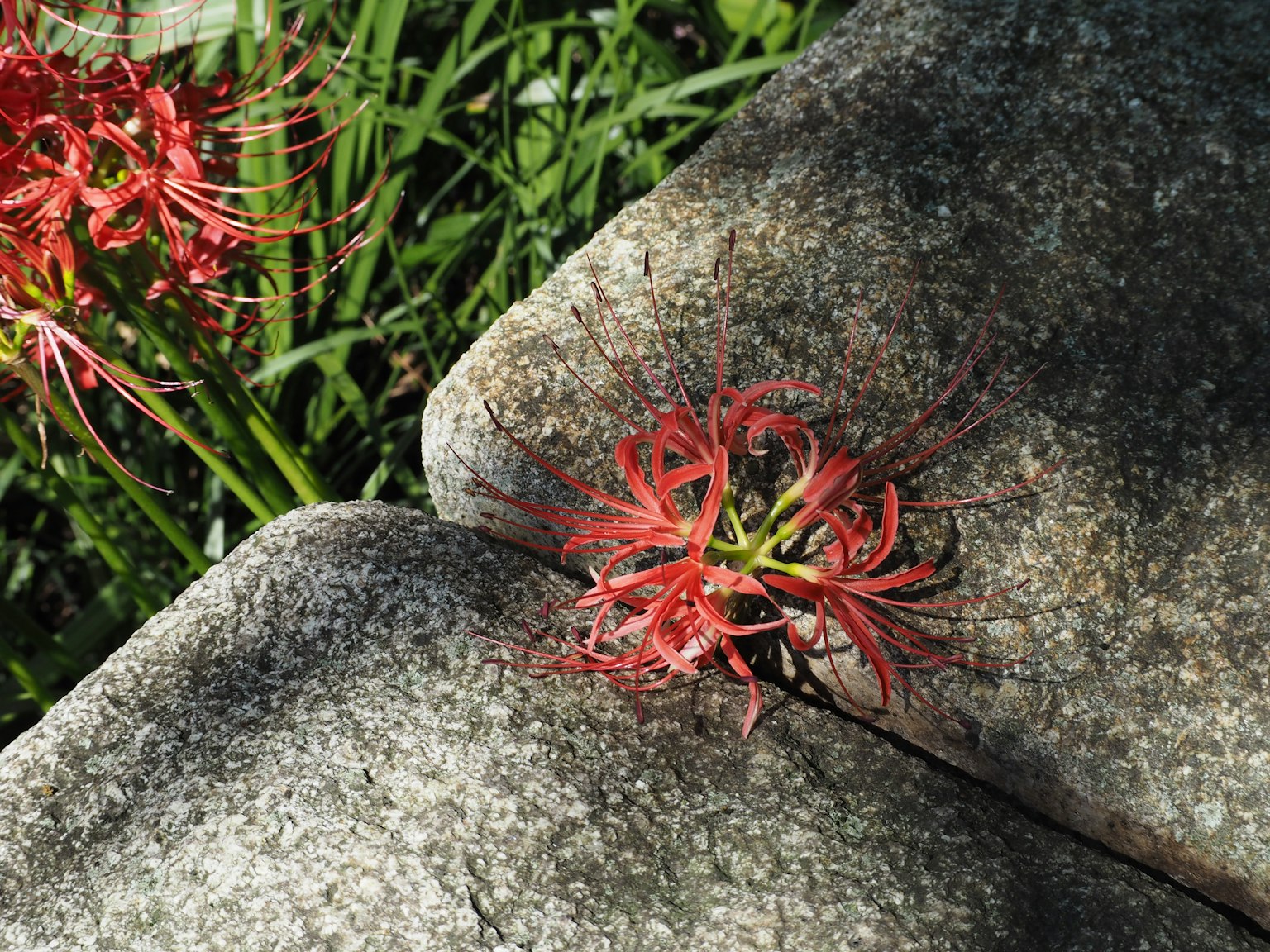 Fleur rouge émergeant d'une fissure dans la pierre entourée d'herbe
