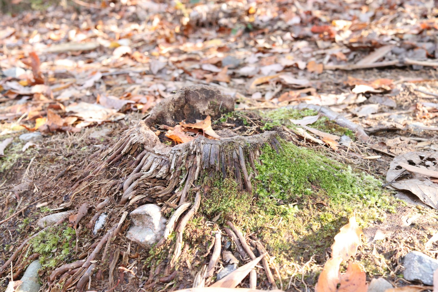 Tree stump covered in moss surrounded by fallen leaves