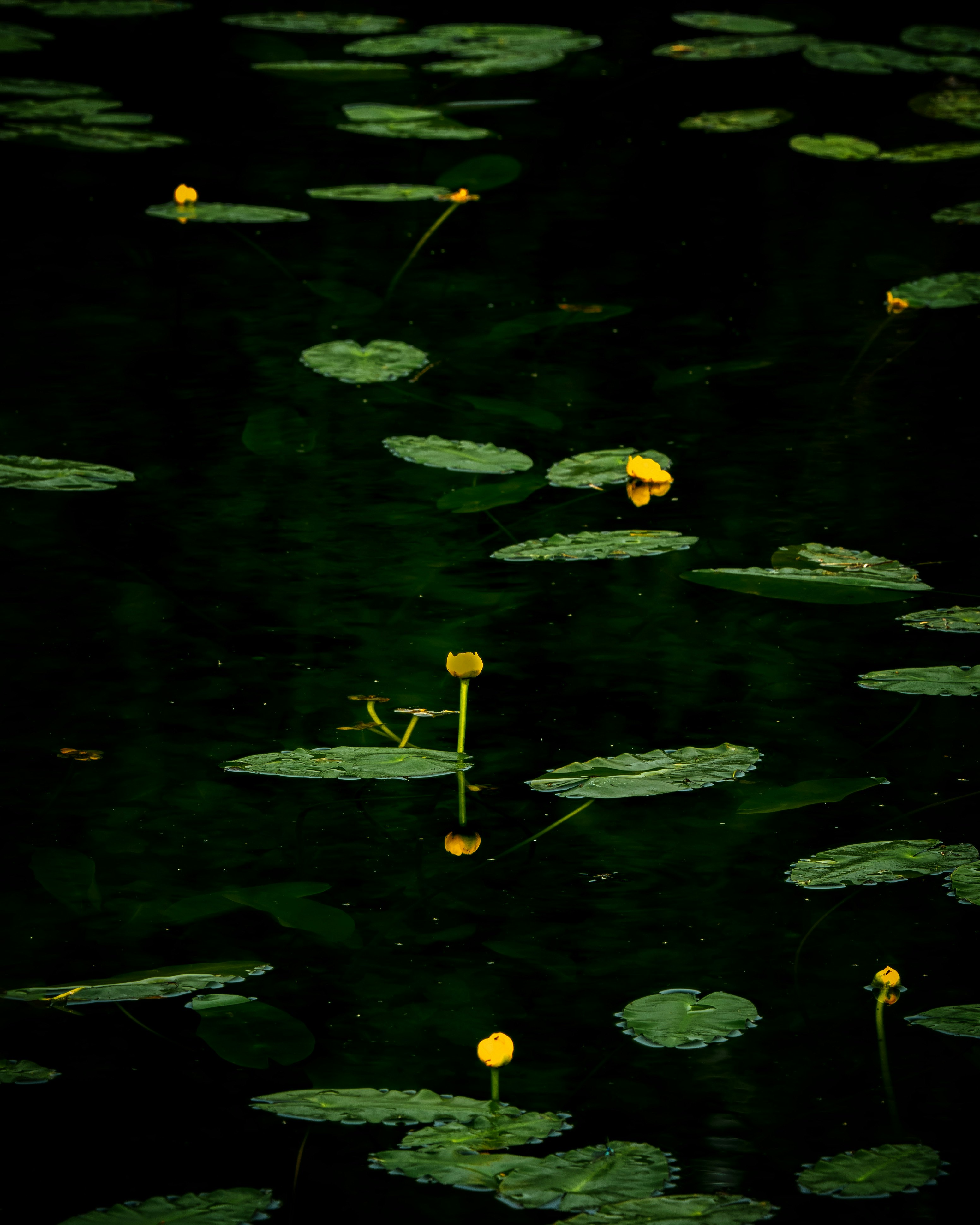 riflessi di Nymphaea tetragona sulla superficie dell’acqua