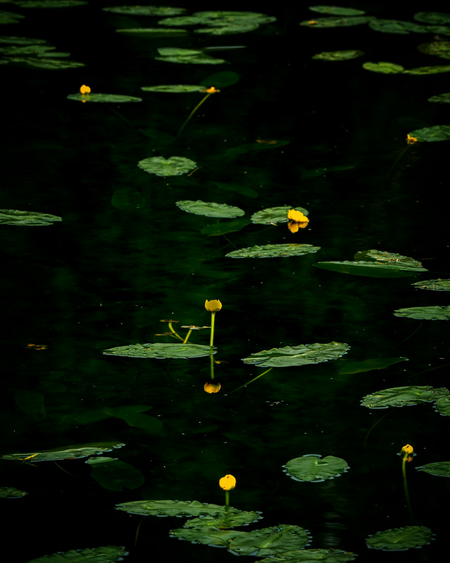 Une scène de étang serein avec des nénuphars verts et des fleurs de nénuphar jaunes flottant à la surface