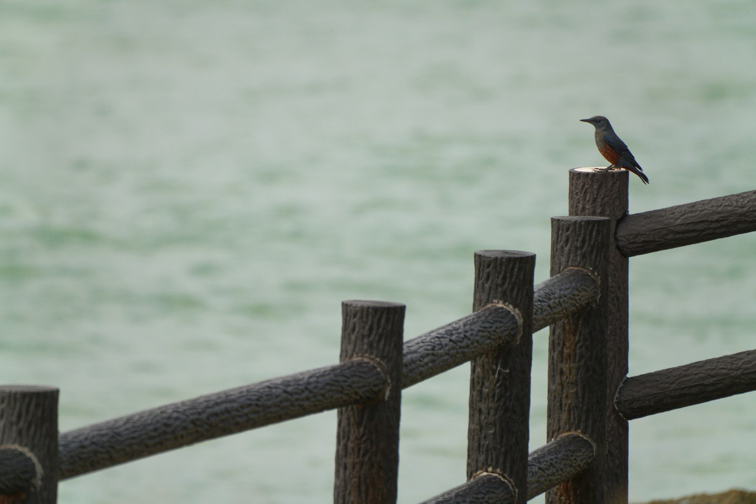 Un pequeño pájaro posado en una cerca de madera junto al agua