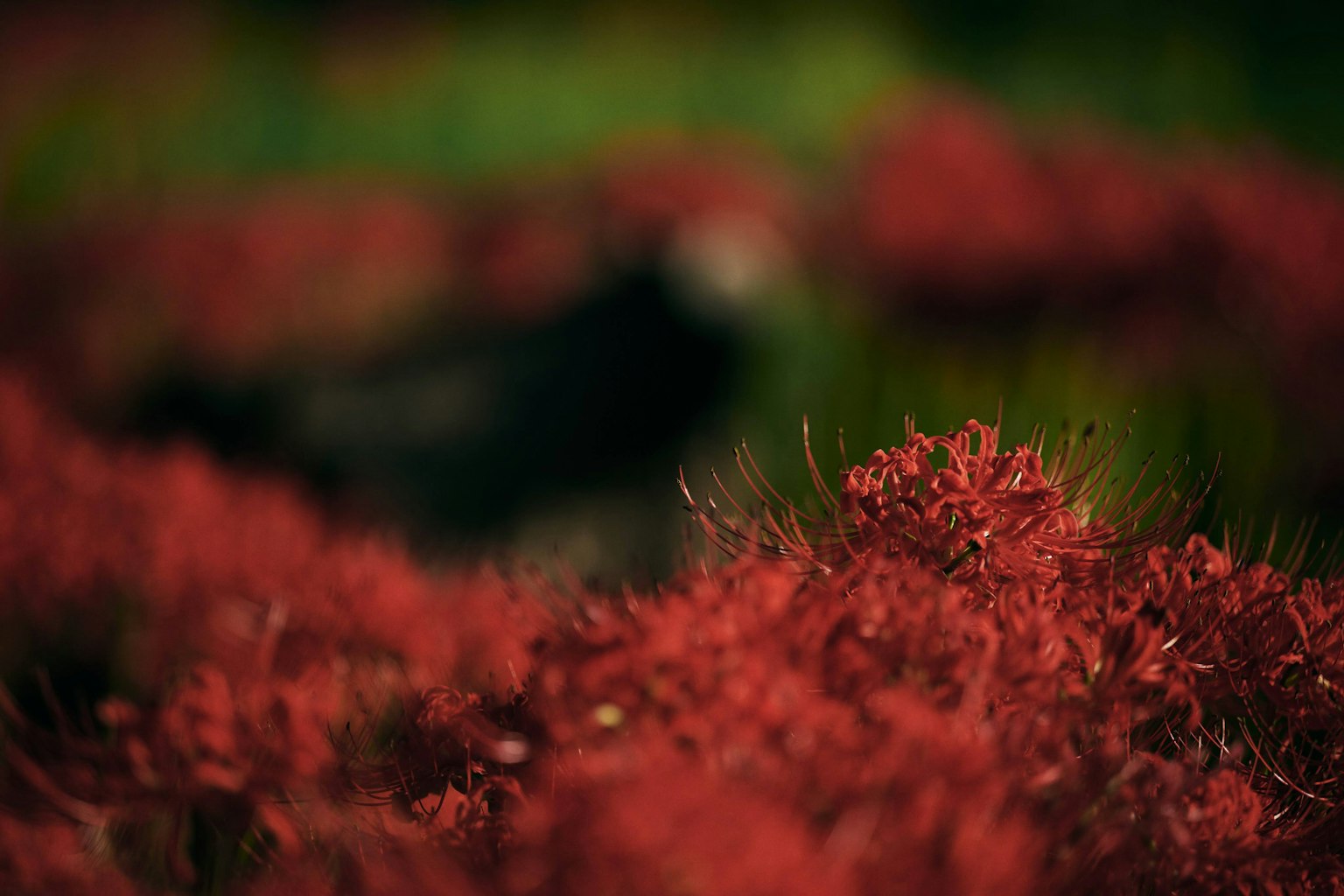 ภาพเบลอที่มีดอกไม้สีแดงสดใสและนกสีดำในพื้นหลัง