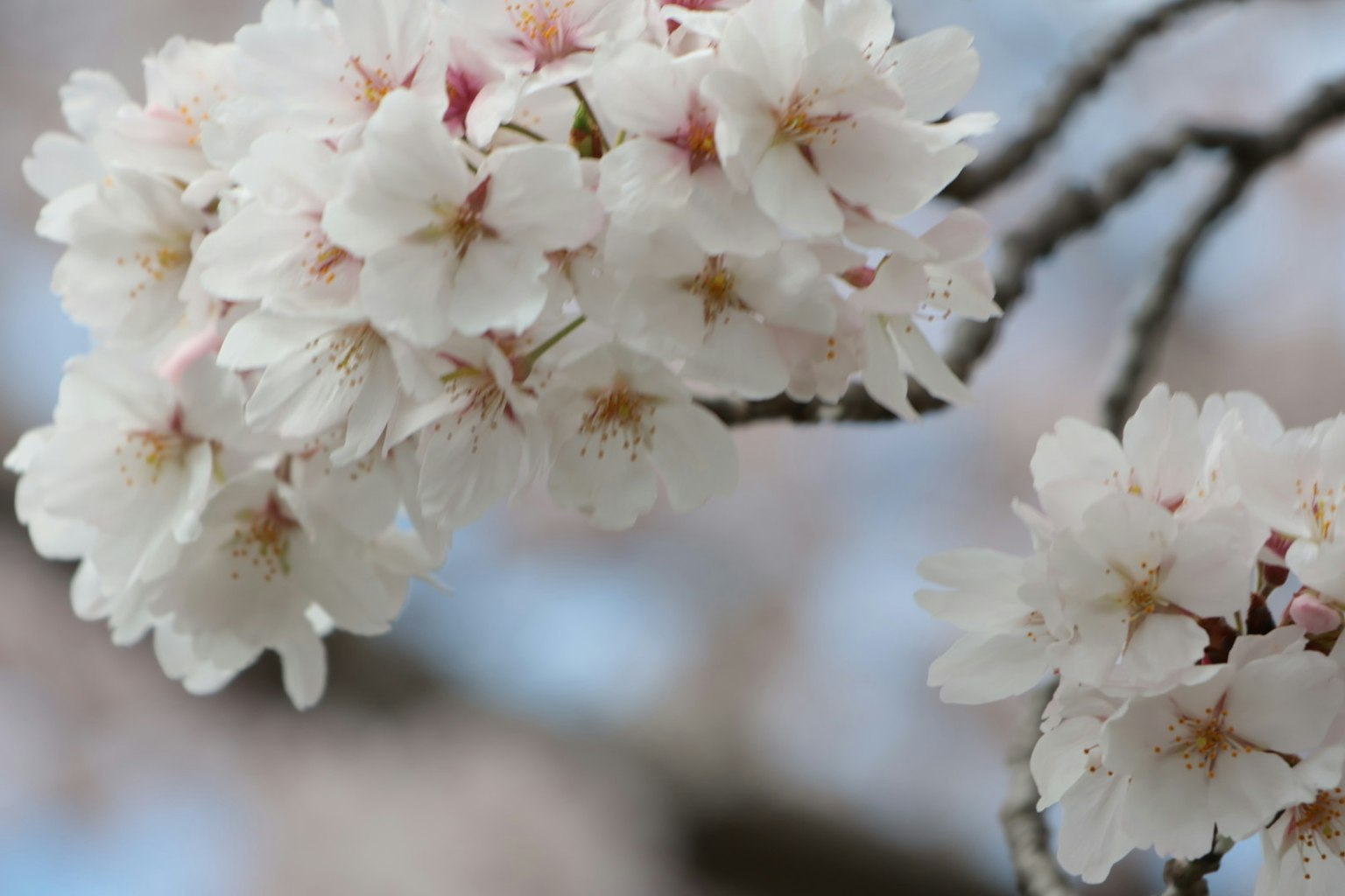 Nahaufnahme von weißen Kirschblüten an einem Zweig