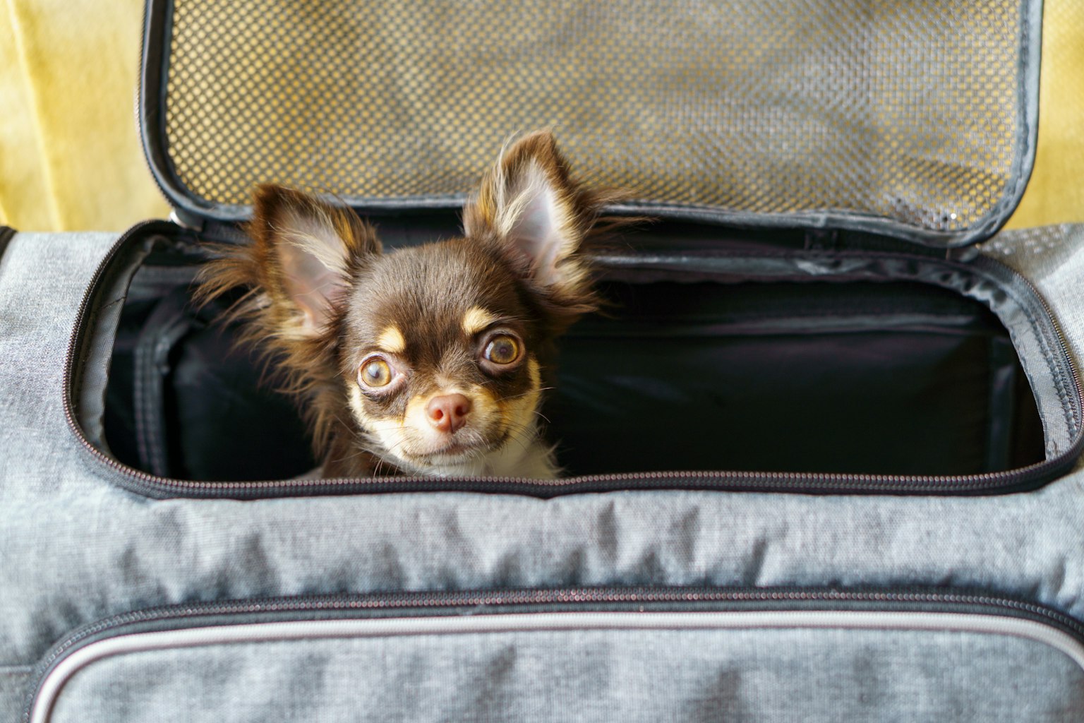 Anjing Chihuahua mengintip dari tas hewan peliharaan