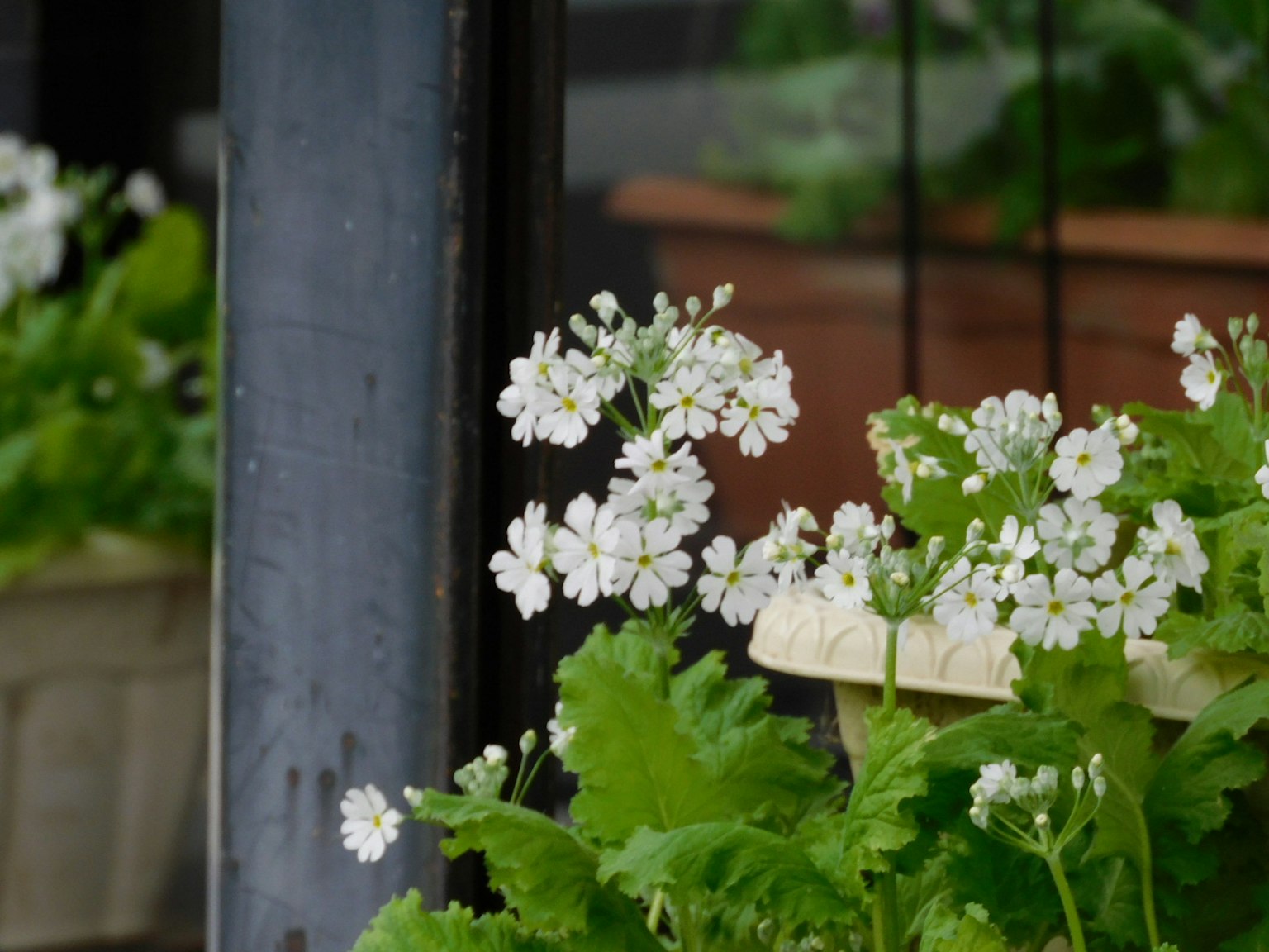 Nahaufnahme von Pflanzen mit weißen Blumen und grünen Blättern