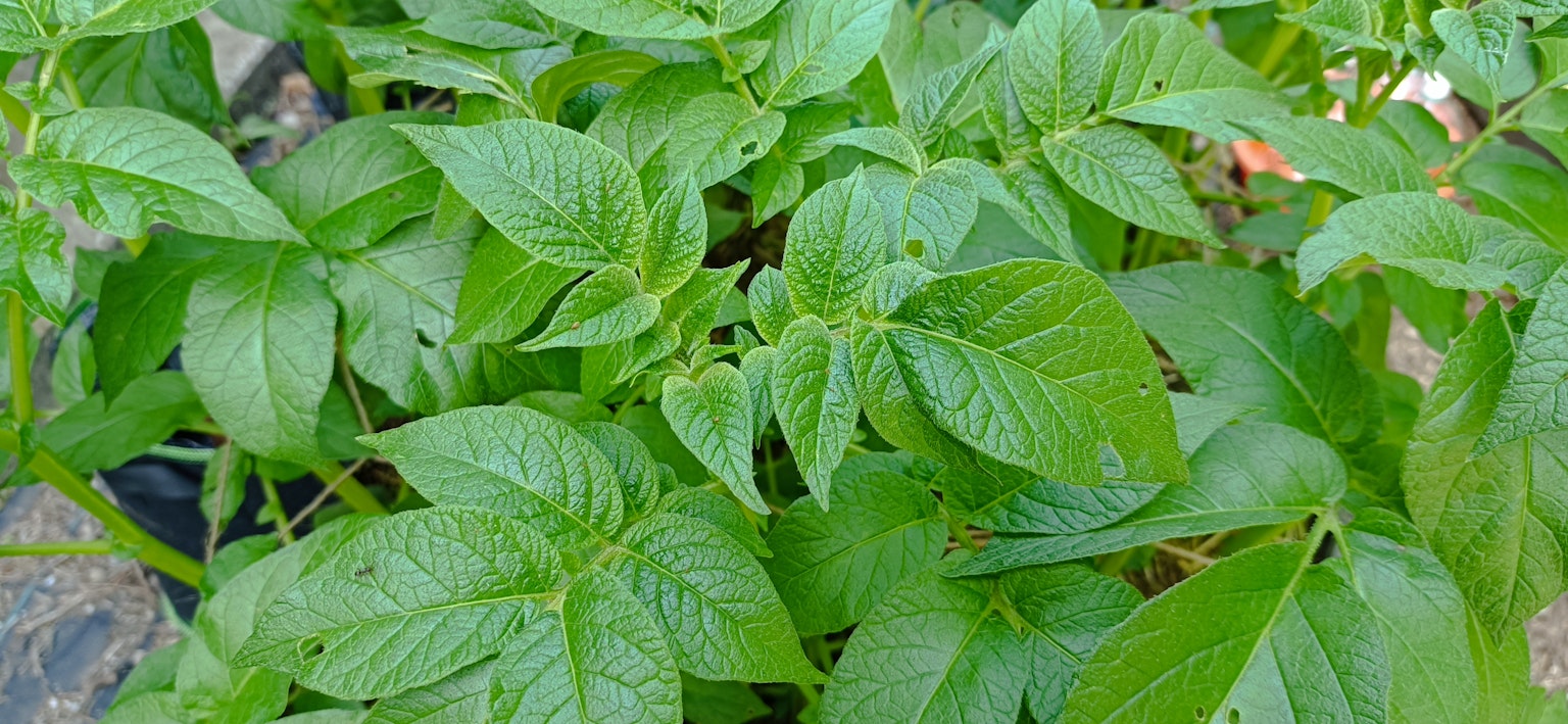 Gros plan sur une plante avec des feuilles vertes luxuriantes