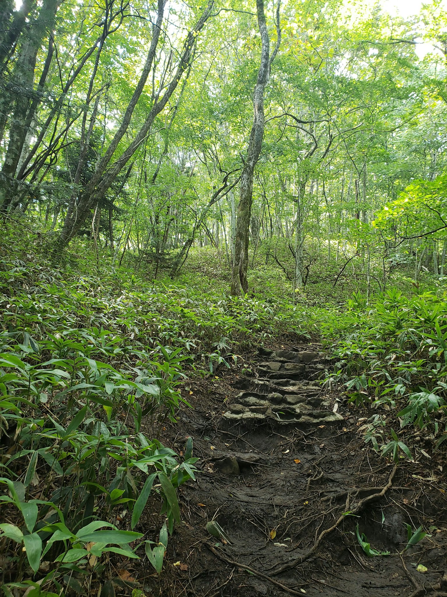 A pathway through a lush green forest with trees and plants