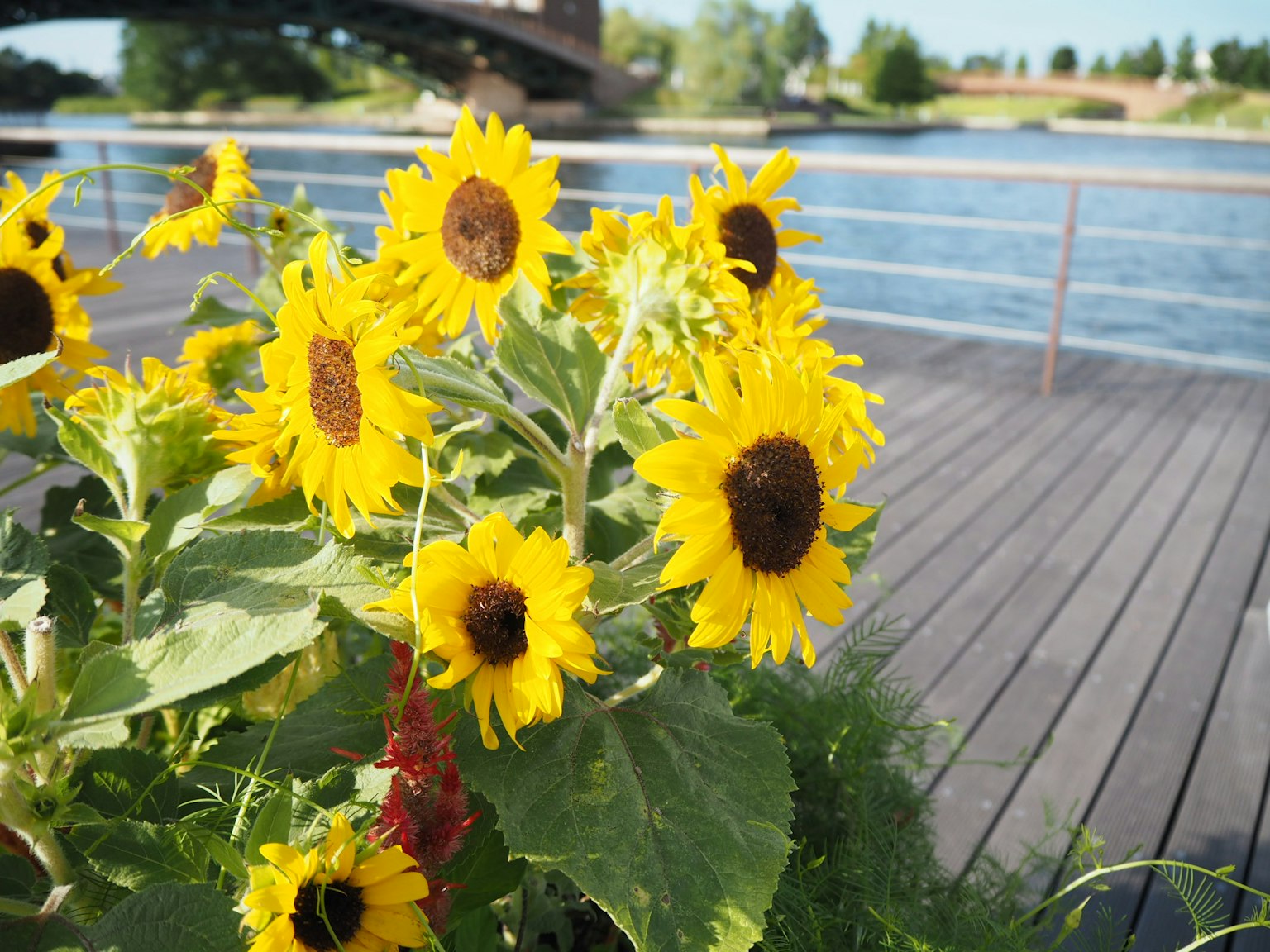 Fleurs de tournesols brillantes en fleurs sur une terrasse au bord de l'eau