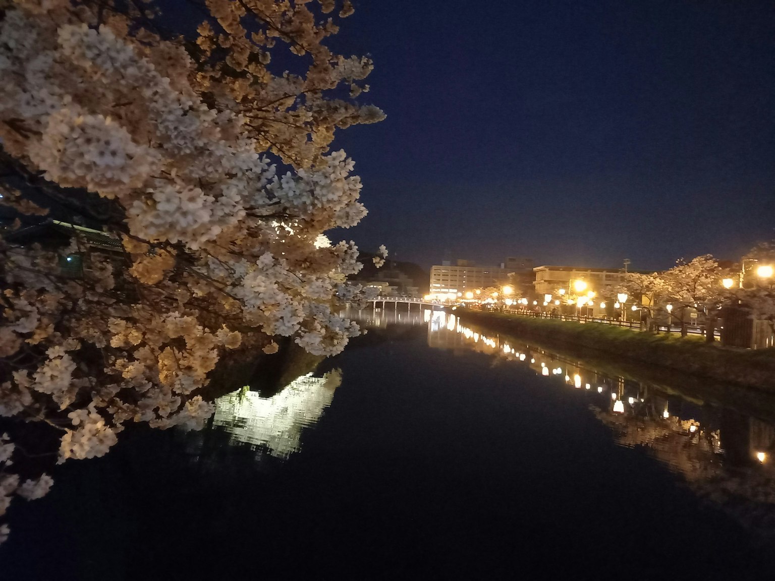 Bunga sakura di tepi sungai di malam hari dengan cahaya yang dipantulkan