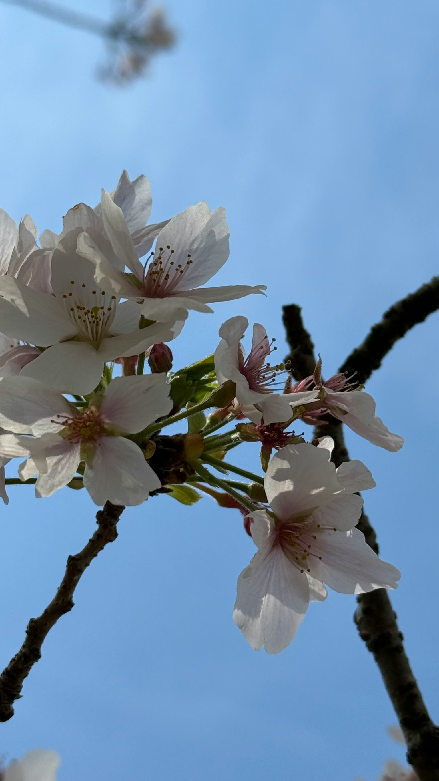 Close-up of cherry blossoms and branches against a blue sky